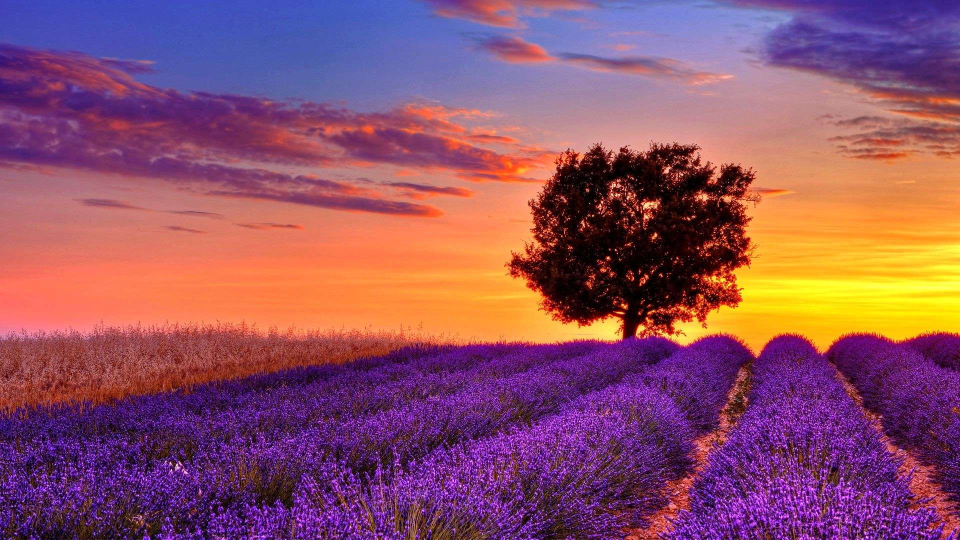 Lavanda, 1920x1080 Full HD 1080p, PC Desktop