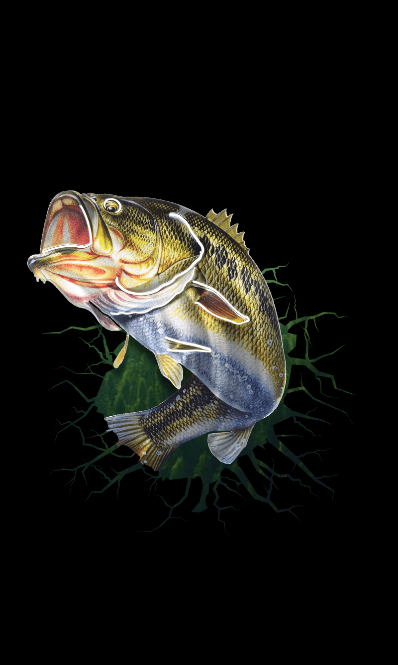 Pesci persico tucunaré subacquei, 1600x1200 HD, Desktop