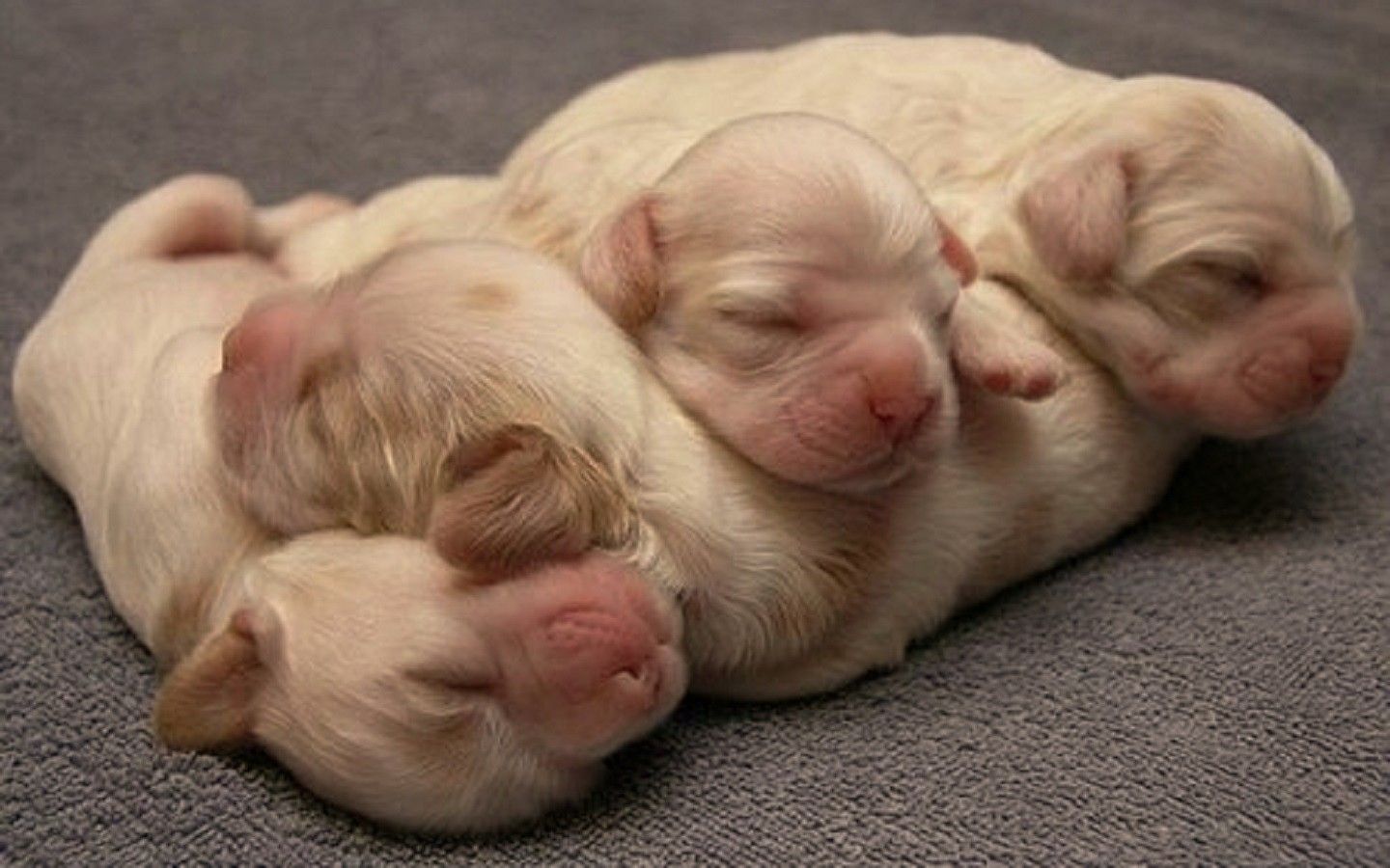 Cuccioli neonati addormentati insieme, 1440x900 720p, MacBook Air