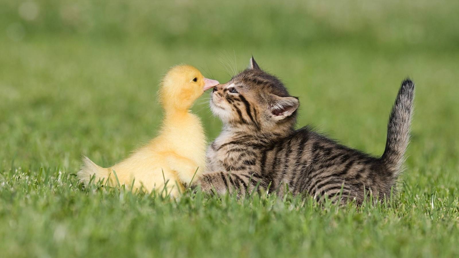 Gattino e anatroccolo sull'erba, 1600x900 900p, Desktop