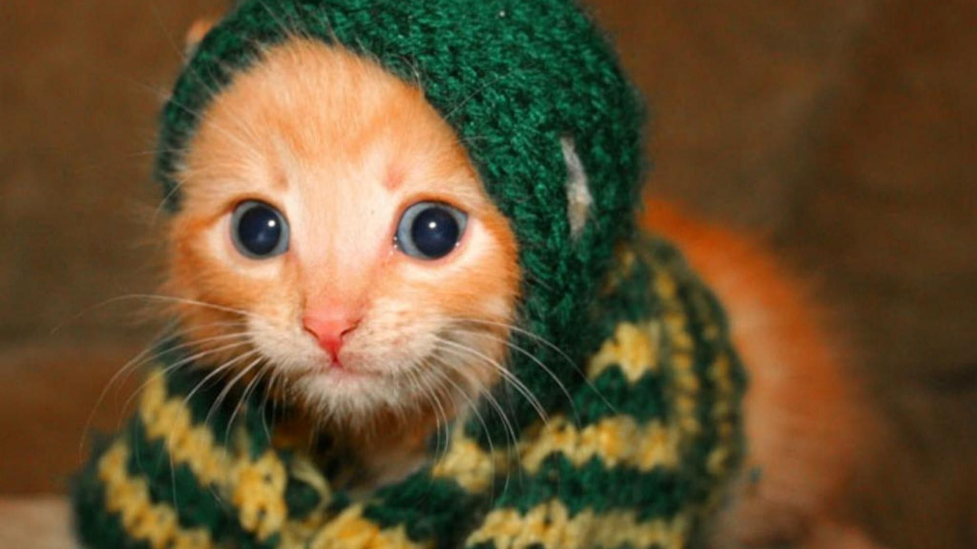 Gattino arancione con cappuccio, 1920x1080 1080p, PC