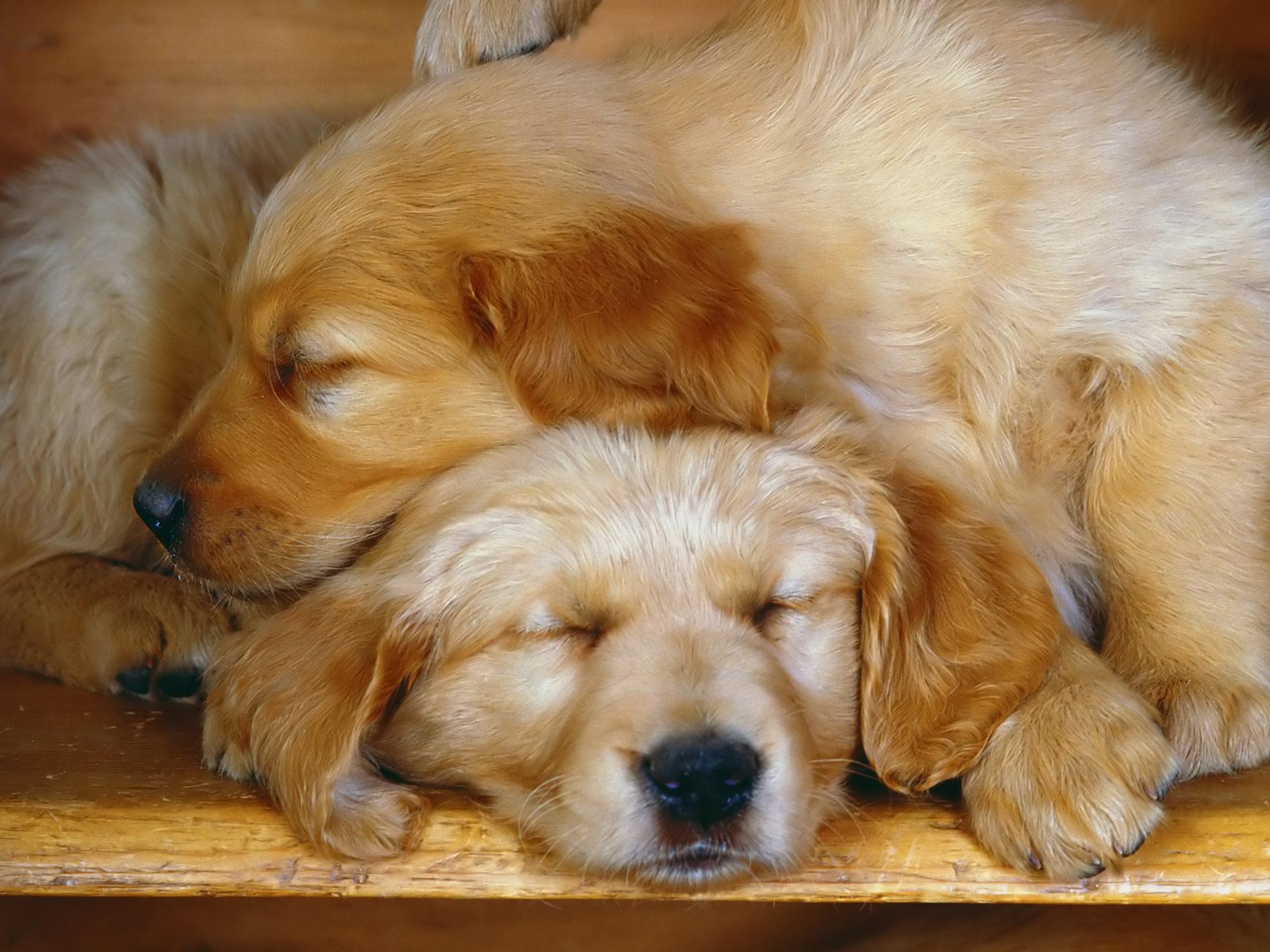 Cuccioli golden retriever addormentati, 1920x1440 WUXGA, Desktop