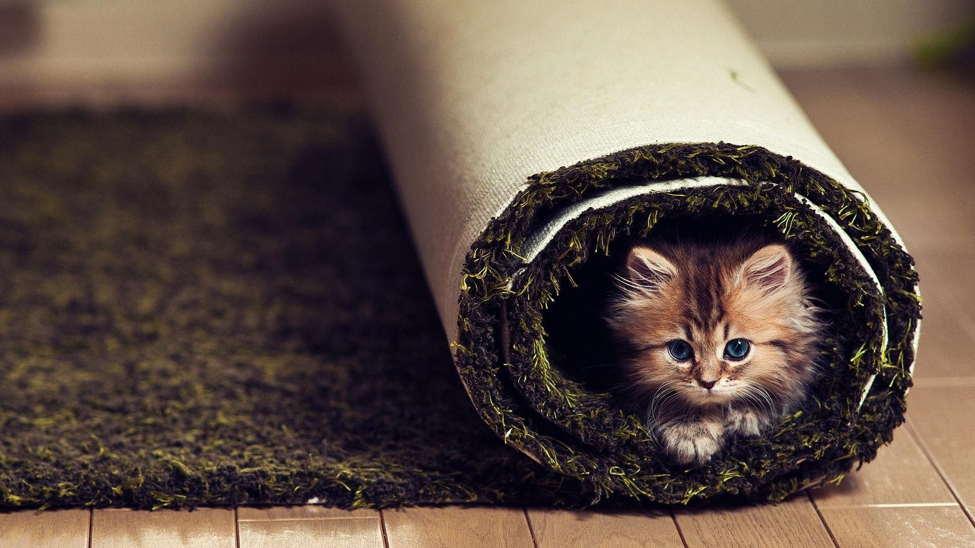 Gattino dentro tappeto arrotolato, 1920x1080 Full HD 1080p, PC