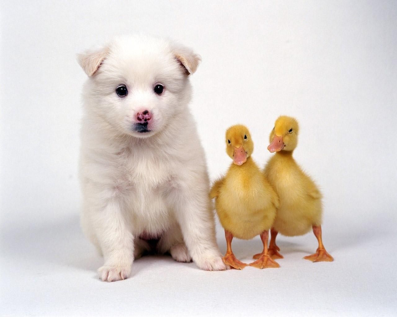Cucciolo bianco con due paperelle, 1280x1024 HD, Desktop