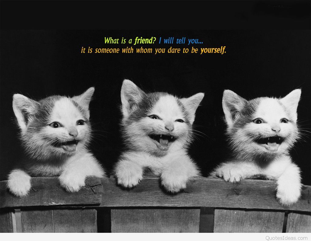 Tre gattini sorridenti bianco-nero, 1024x795 HD, Desktop