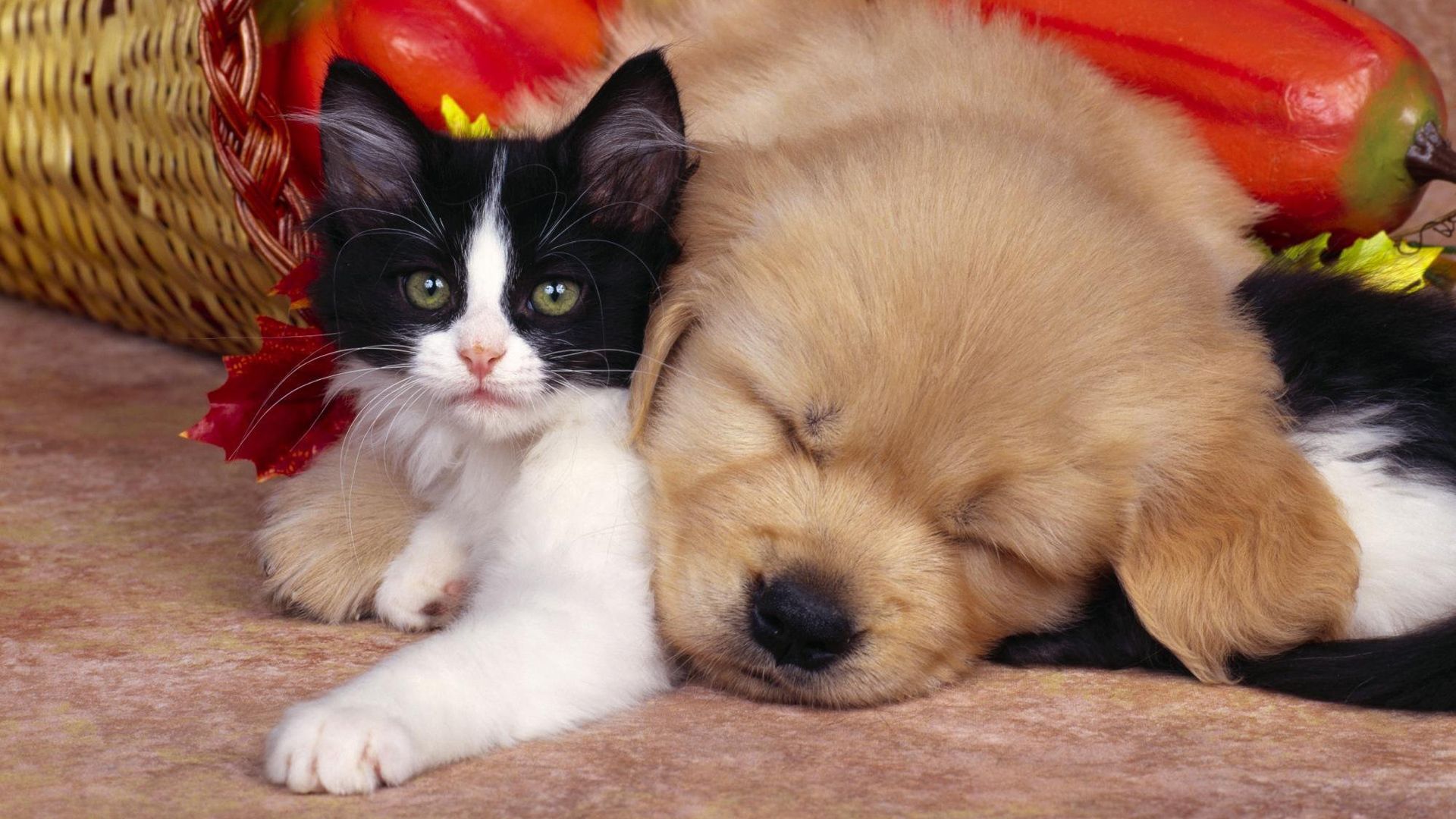 Cucciolo cane e gattino, 1920x1080 Full HD, PC