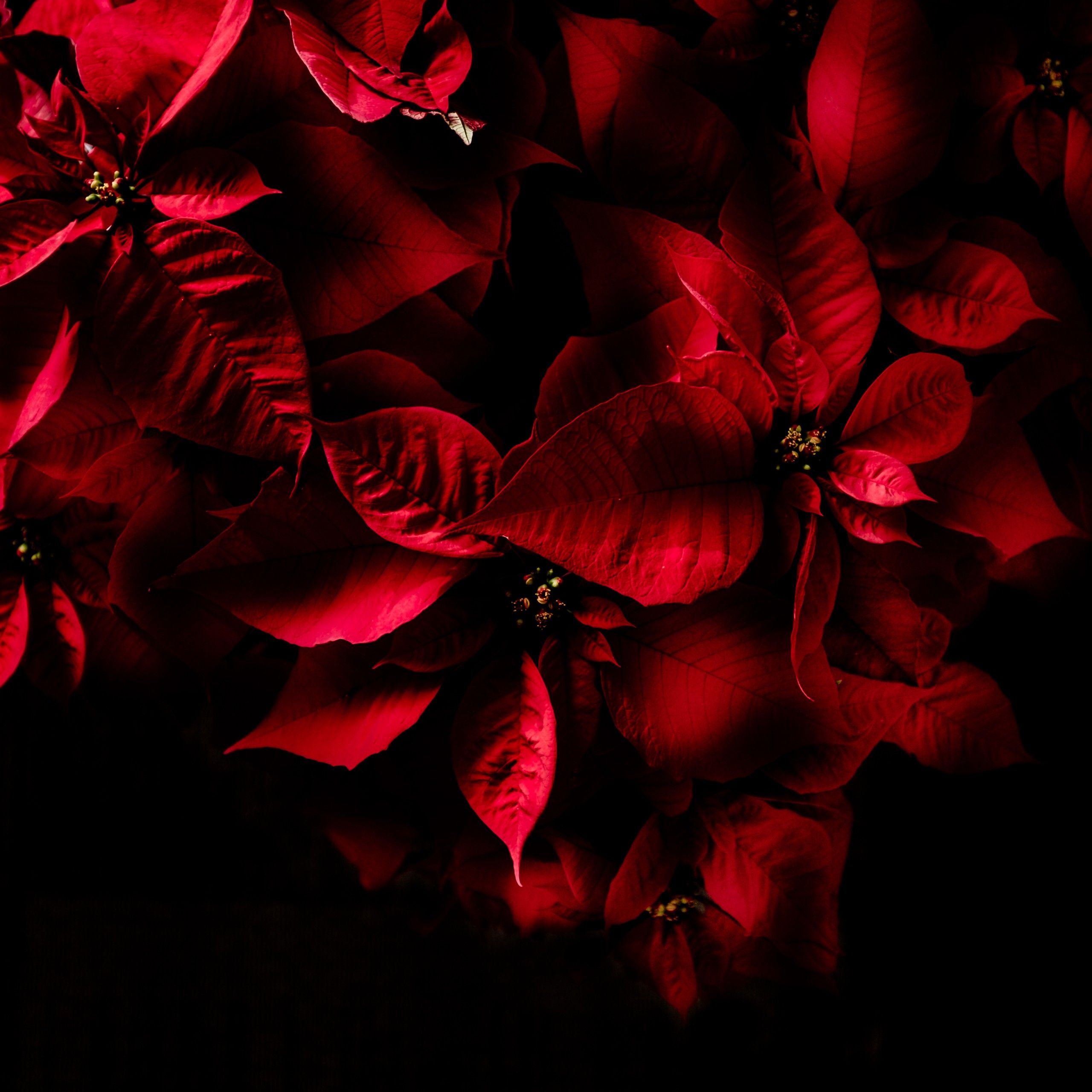 Foglie rosse su sfondo nero, 2560x2560 2K+, PC