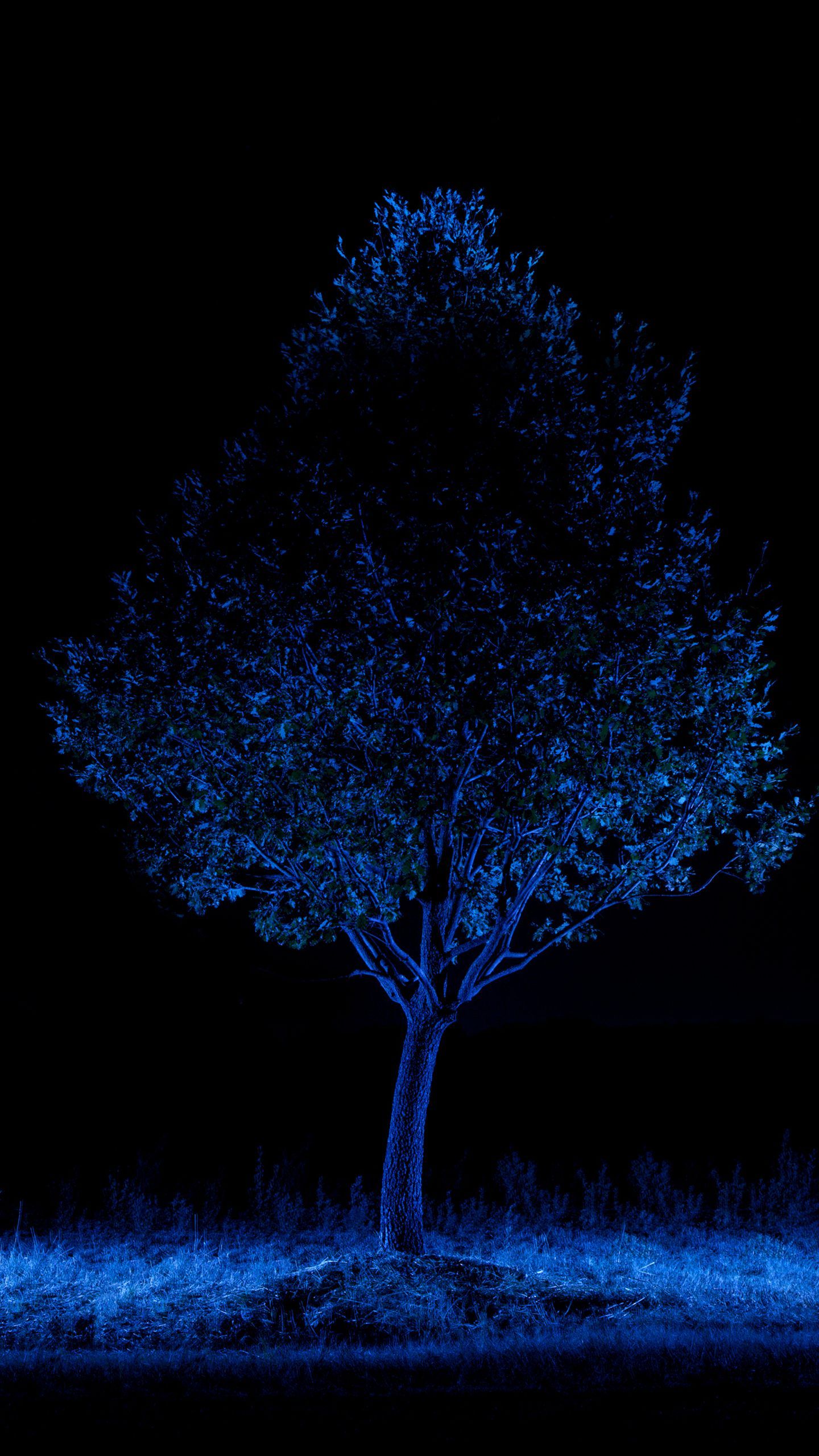 Albero blu nella notte, 1440x2560 Verticale, Telefono