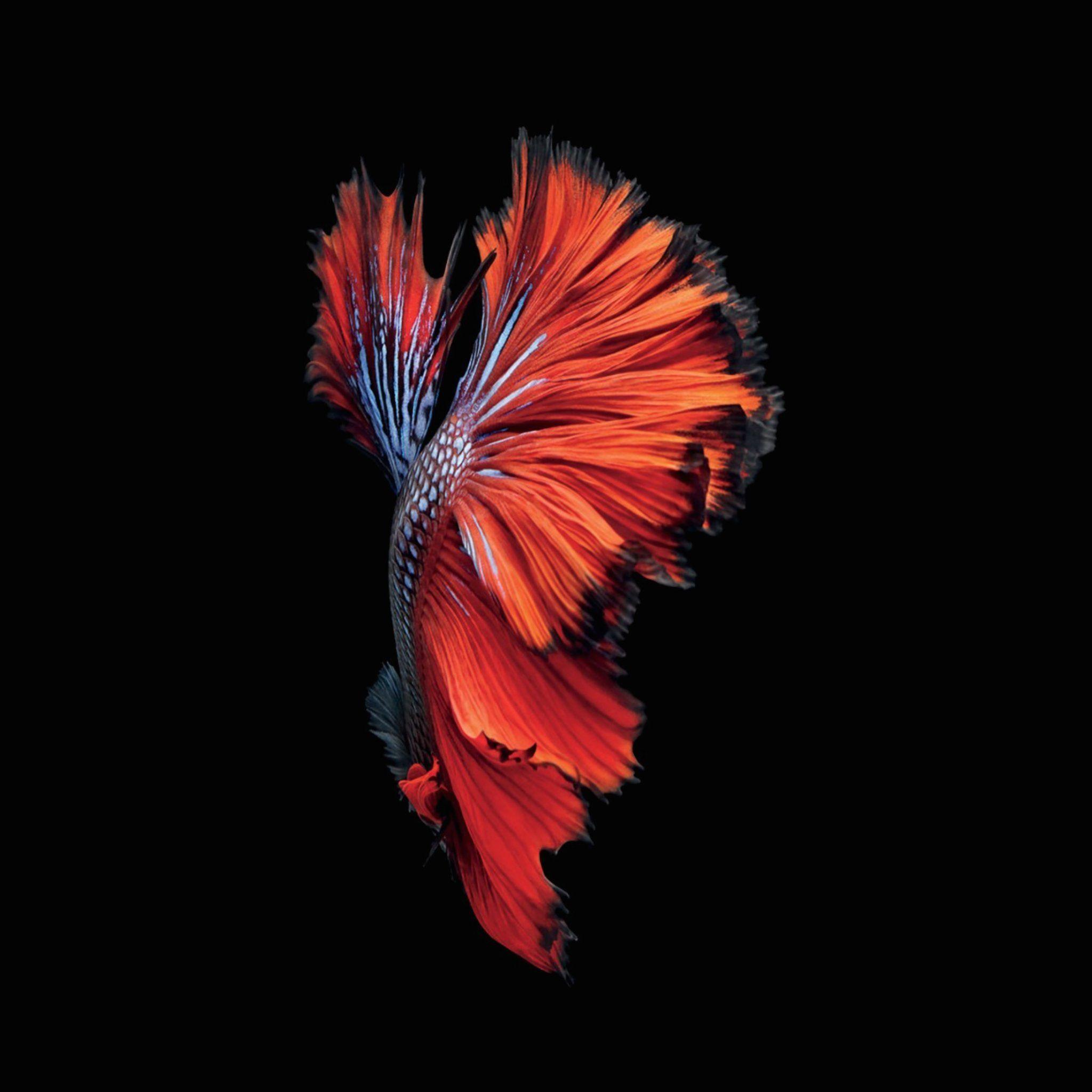 Pesce betta rosso sfondo nero, 2048x2048 2K, Desktop