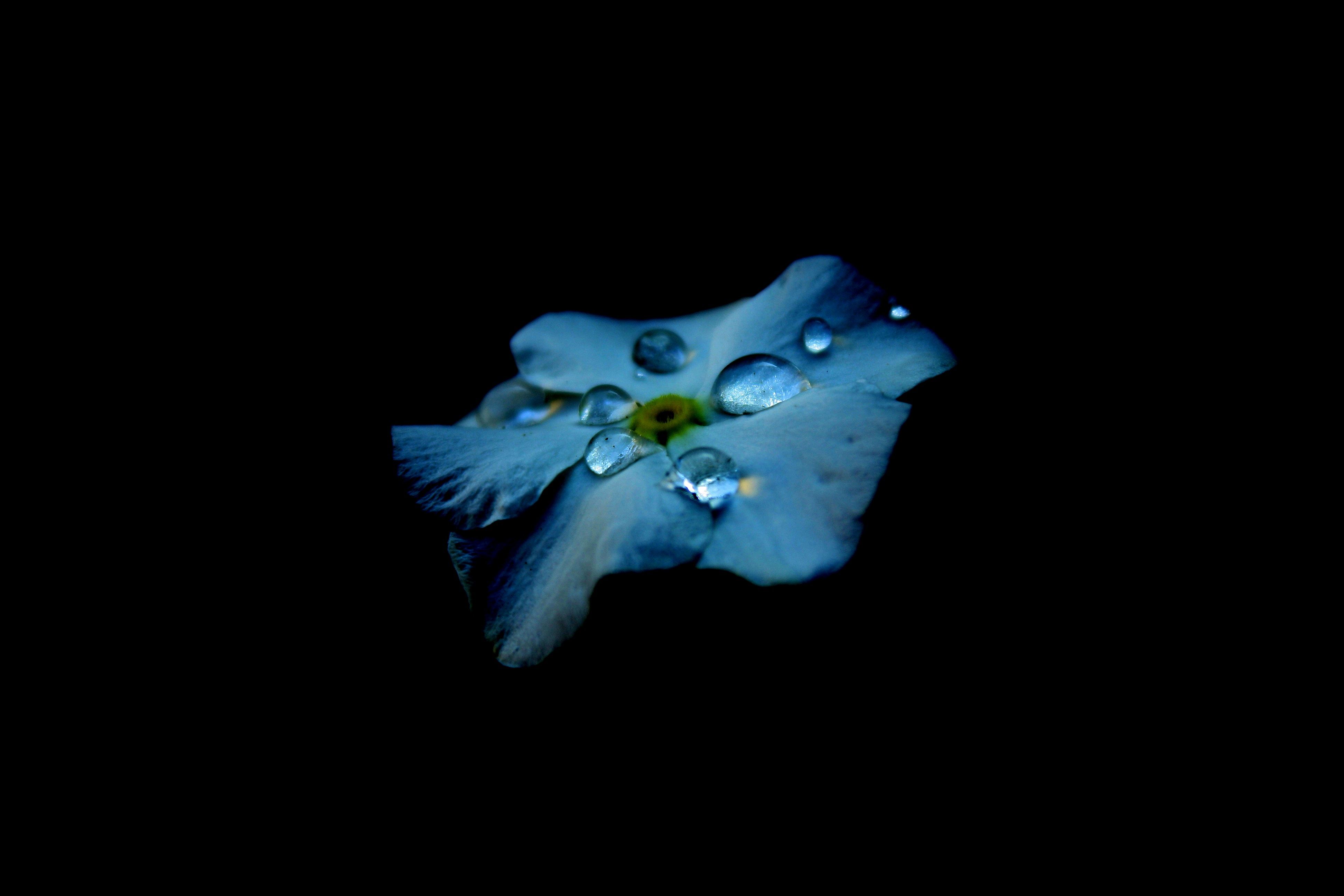 Fiore blu con gocce d'acqua, 3888x2592 Ultra HD, 4K TV
