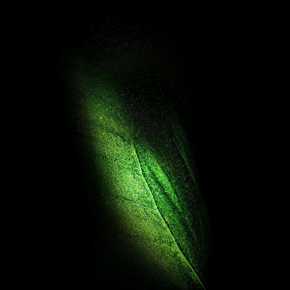 Foglia verde su nero, 980x980 HD, Desktop