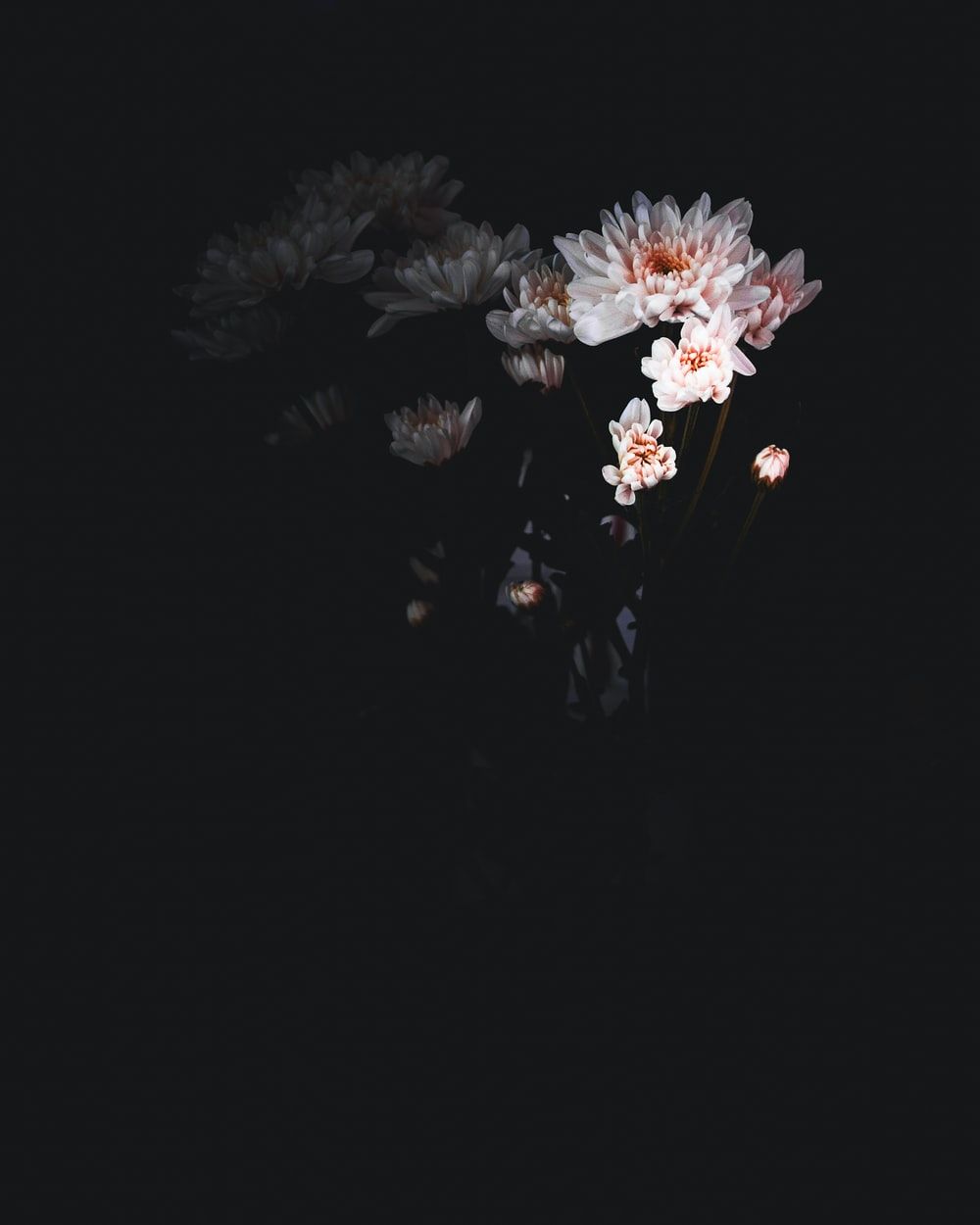 Fiori bianchi su sfondo nero, 1000x1250 Full HD Verticale, Google Pixel