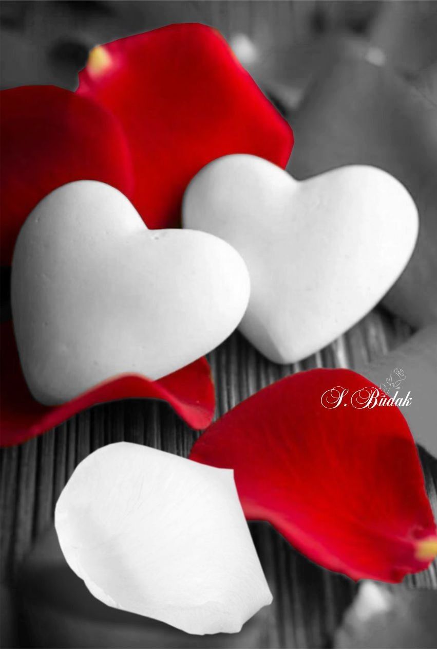 Cuori bianchi e petali rossi, 851x1262 Verticale, Android
