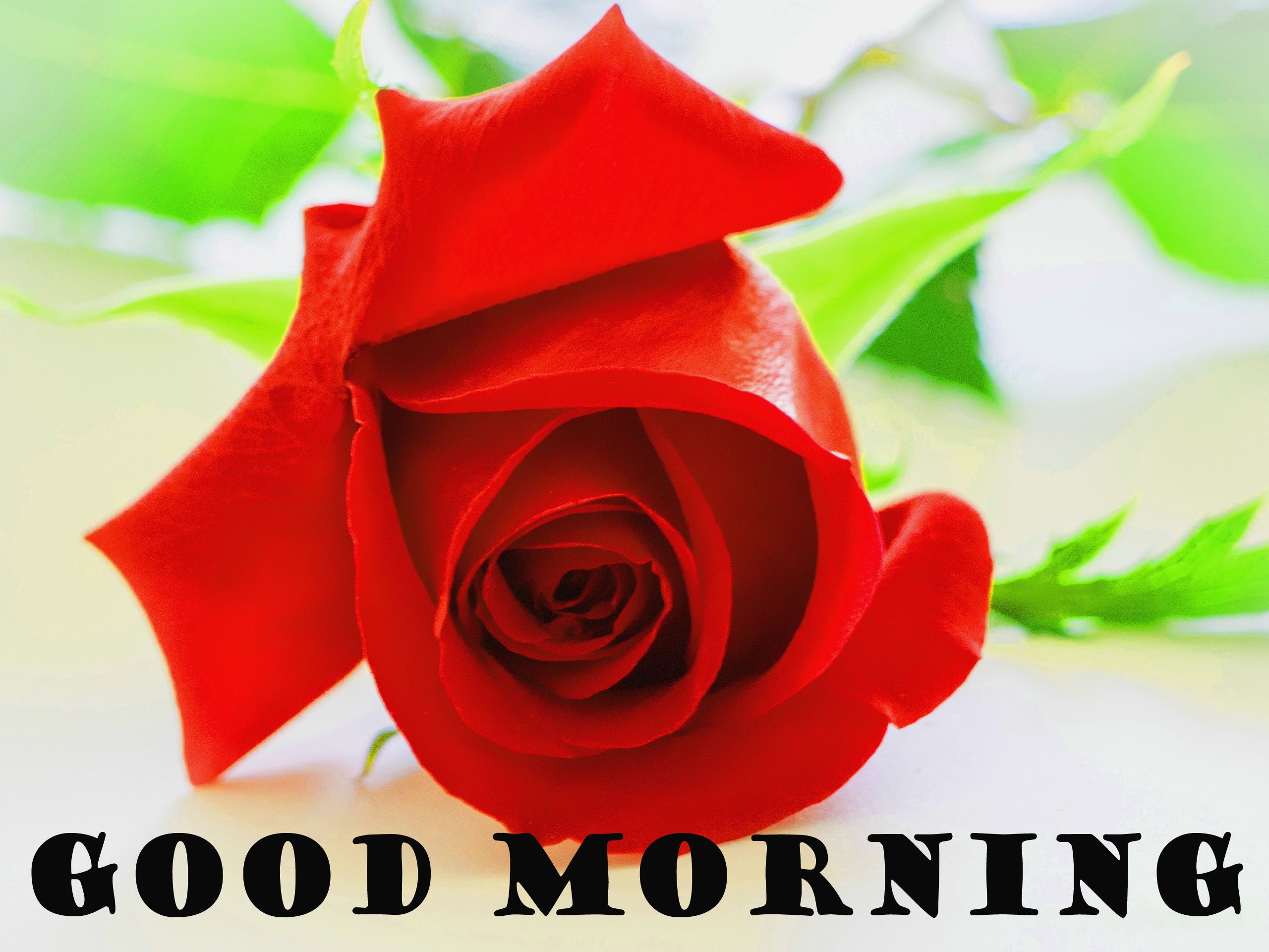 Rosa rossa buongiorno, 2560x1920 2K+, Laptop