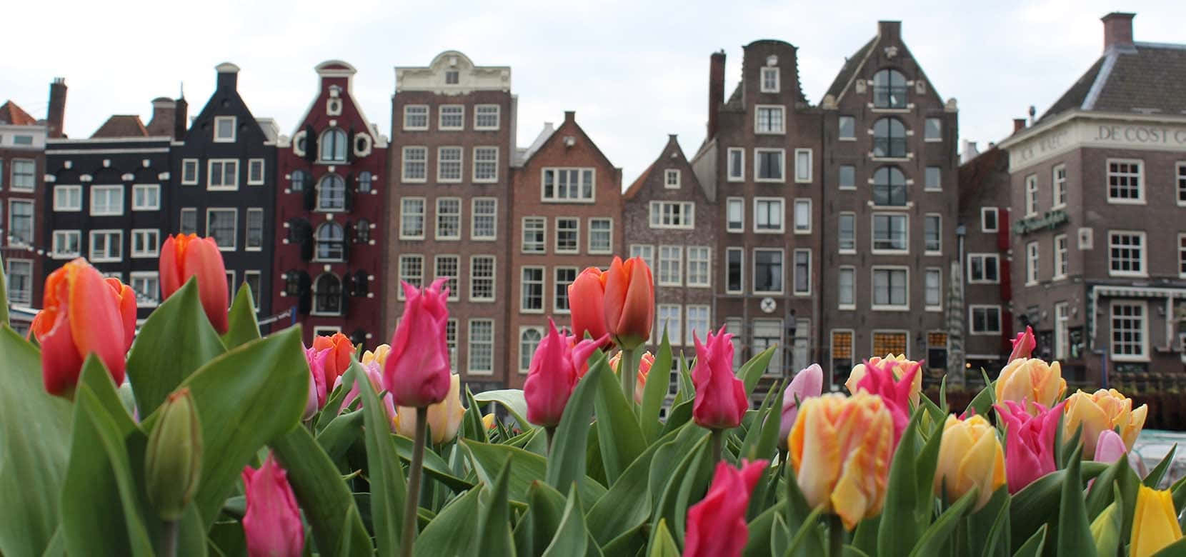 Tulipani case Amsterdam, 1660x780 900p, Laptop