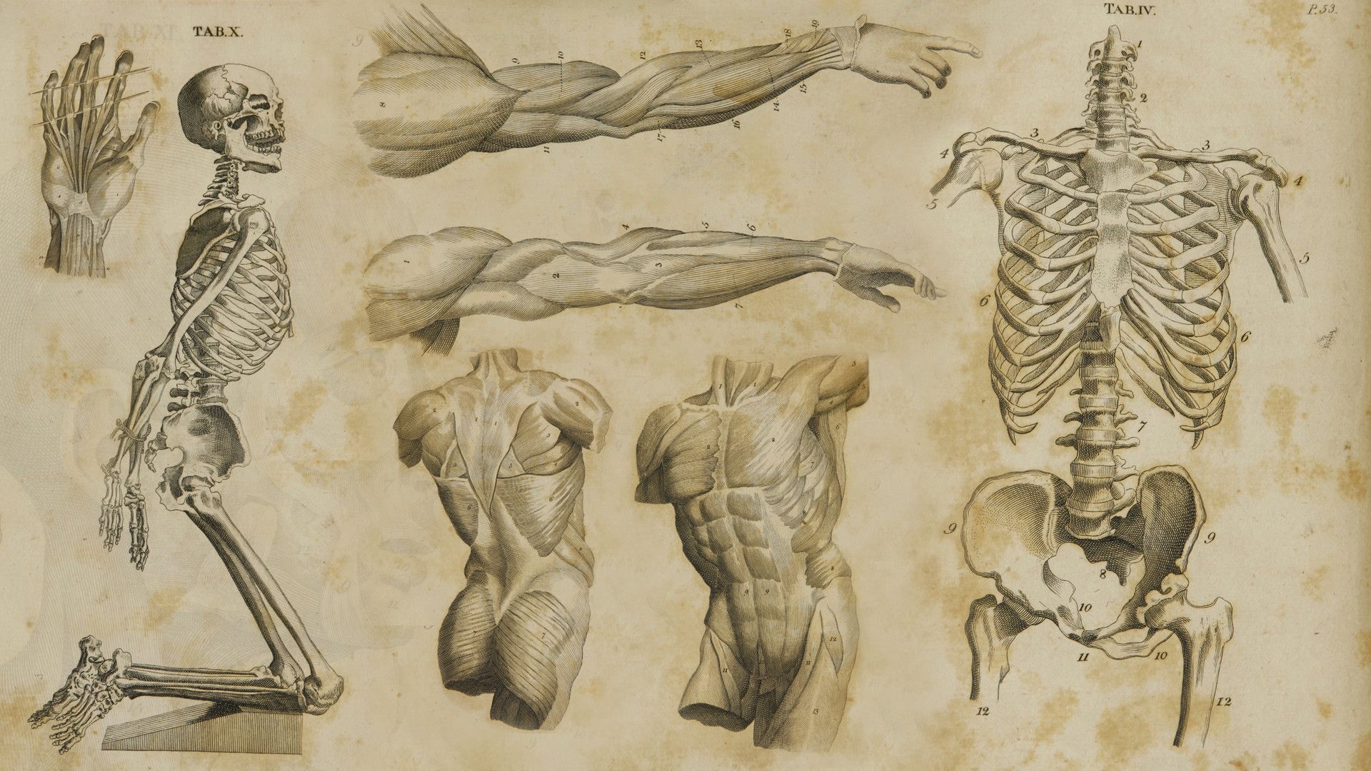 Illustrazioni anatomiche vintage scheletro muscoli, 1920x1080 Full HD, Laptop