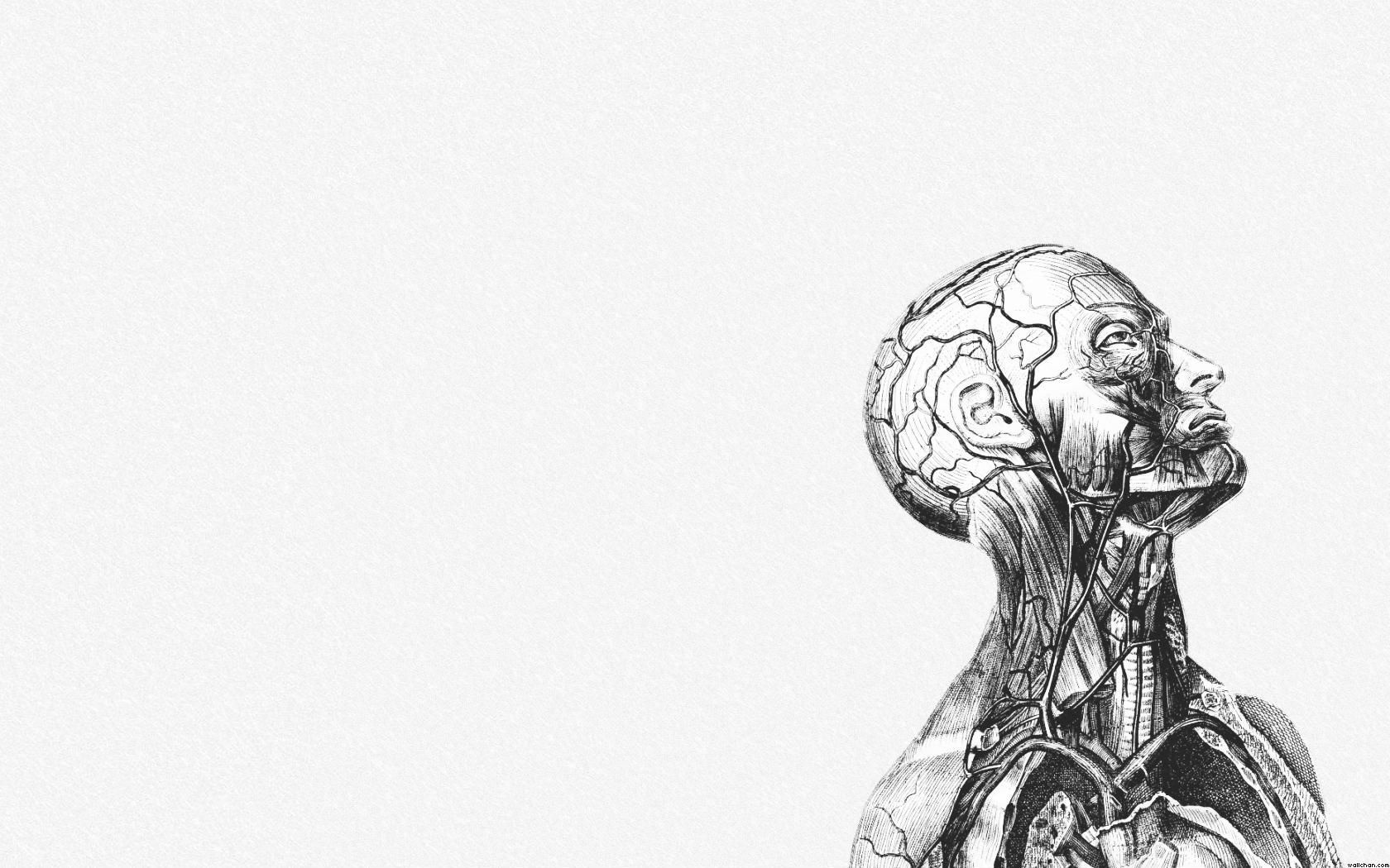 Illustrazione anatomica testa e collo, 1680x1050 HD Ready, Desktop
