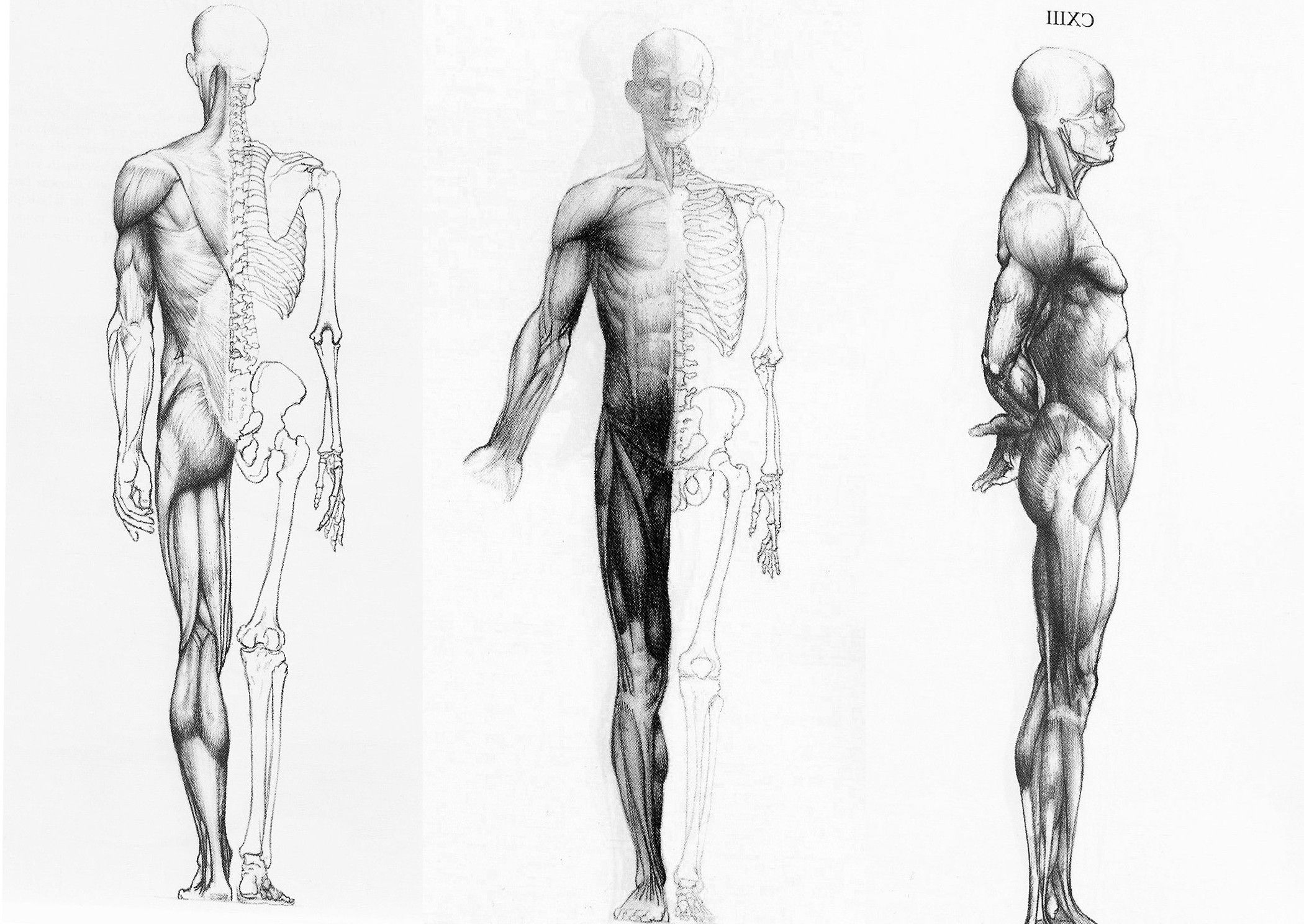 Illustrazioni anatomiche corpo umano, 2100x1488 Hi-Res, Desktop