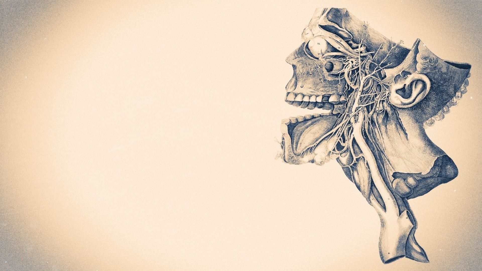 Illustrazione anatomica cranio umano, 1920x1080 1080p, Desktop