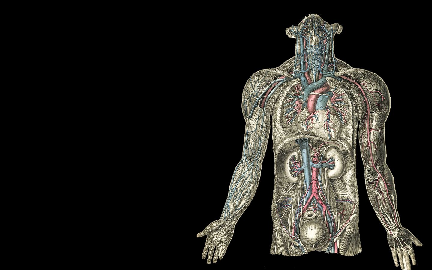 Corpo umano anatomia sfondo nero, 1440x900 720p, PC