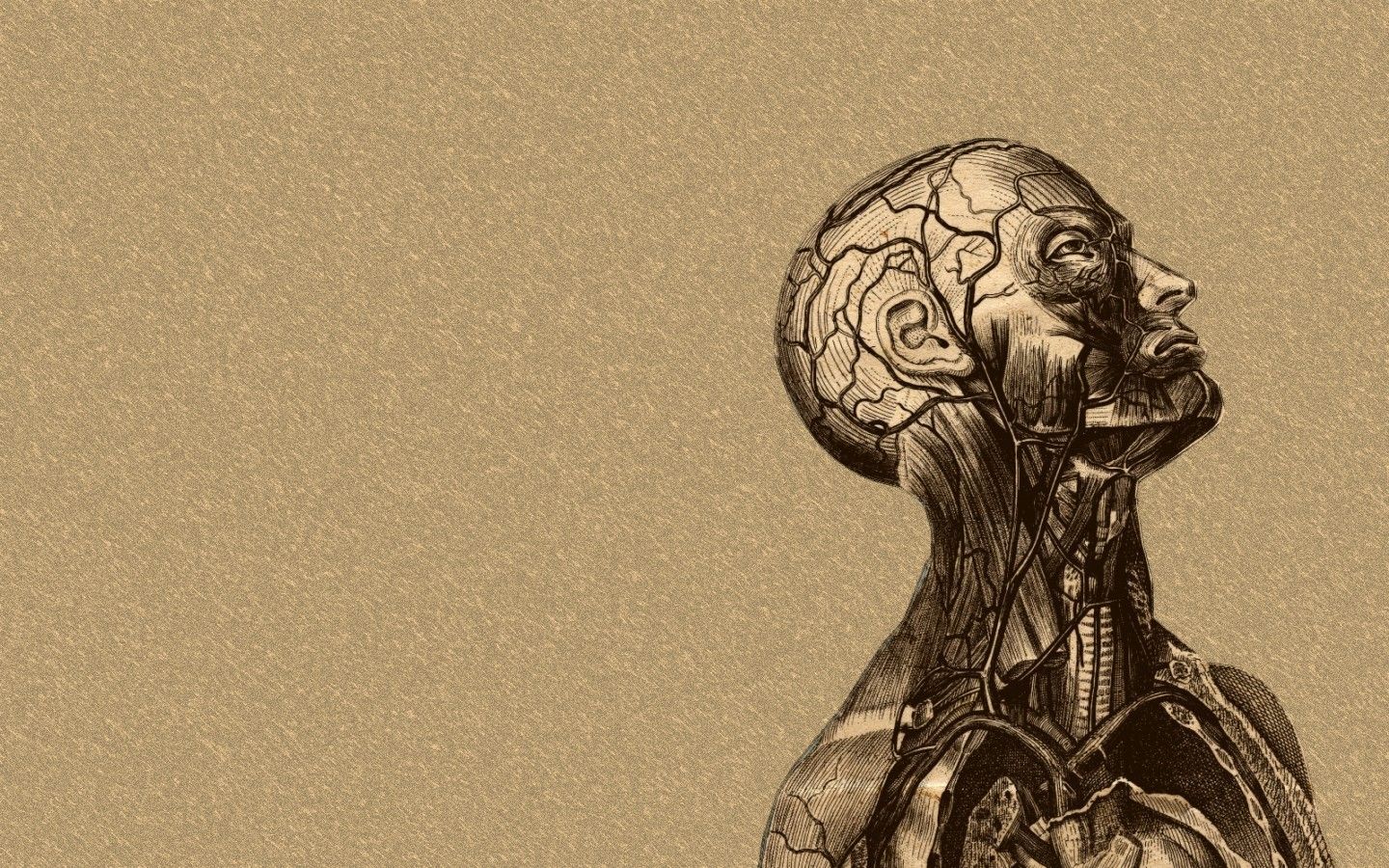 Anatomia testa e collo, illustrazione seppia, 1440x900 720p, PC
