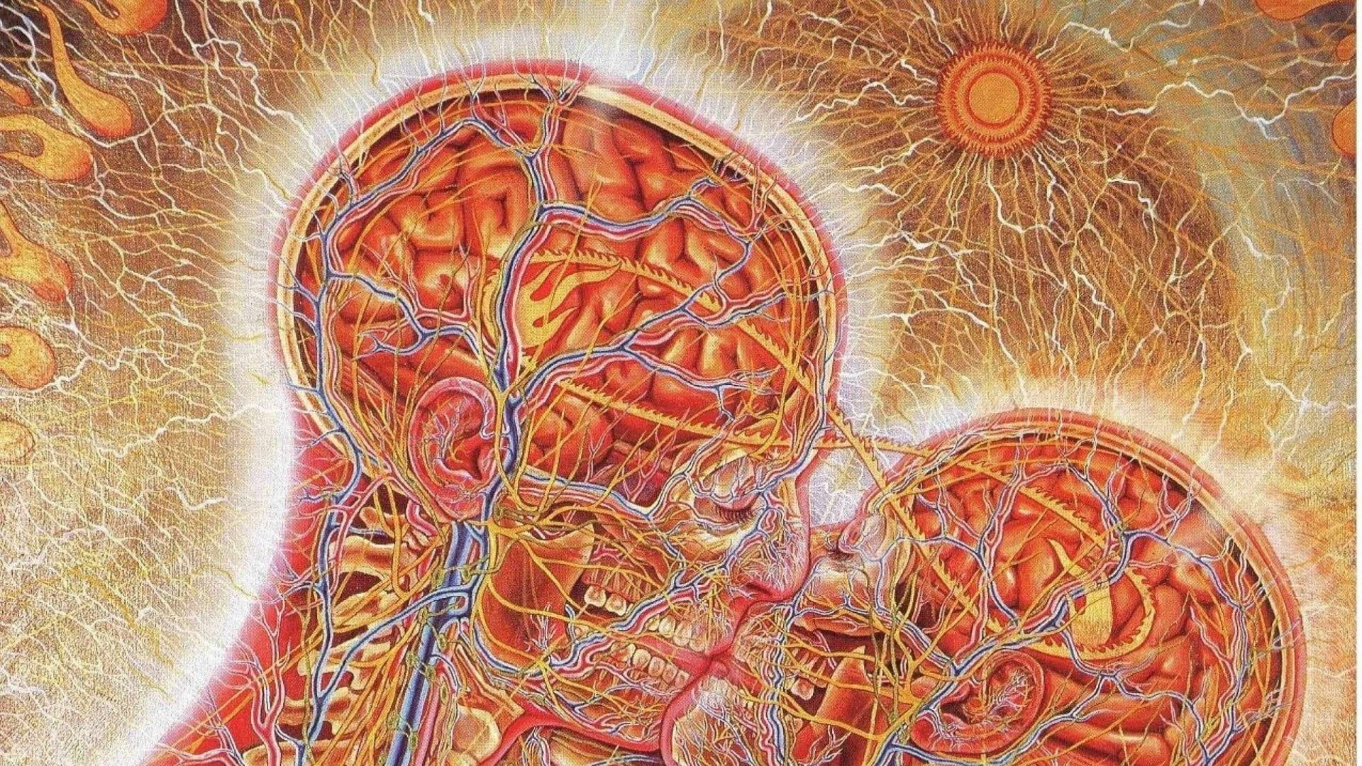 Illustrazione cervello umano colorato, 1920x1080 1080p, Desktop