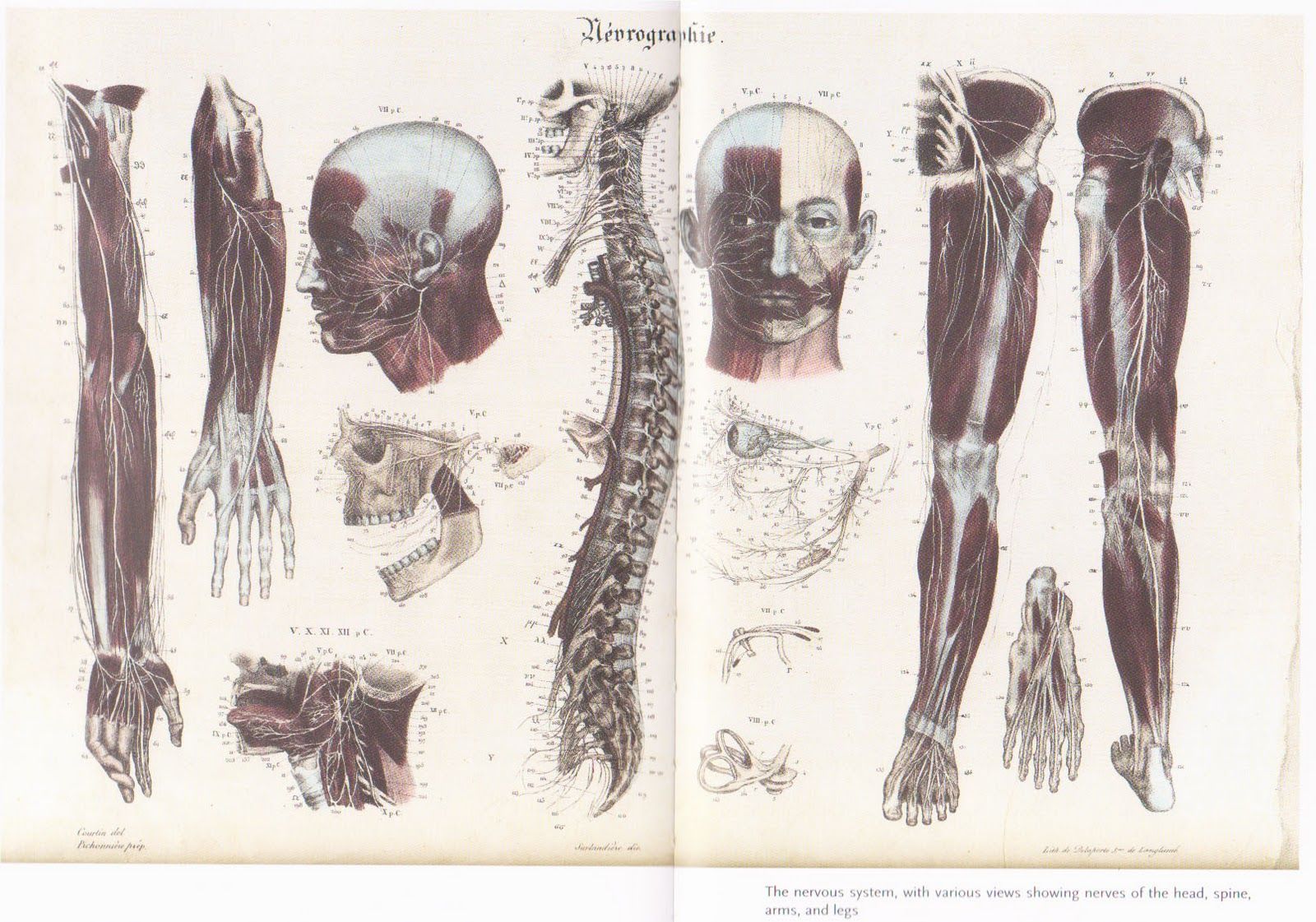 Illustrazioni anatomiche vintage muscoli, 1600x1121 HD, Desktop