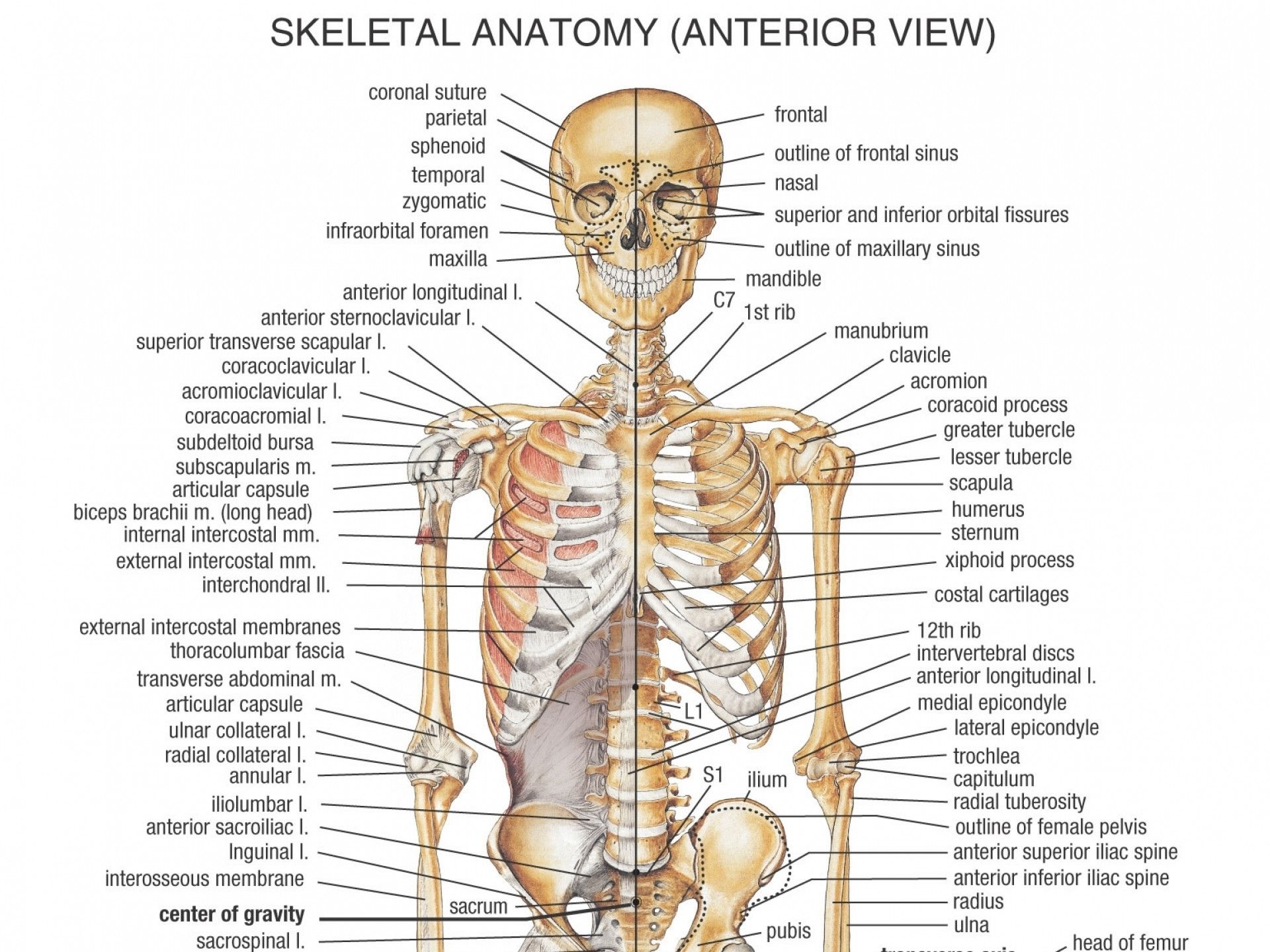 Anatomia scheletro umano diagramma, 1920x1440 WUXGA, Laptop