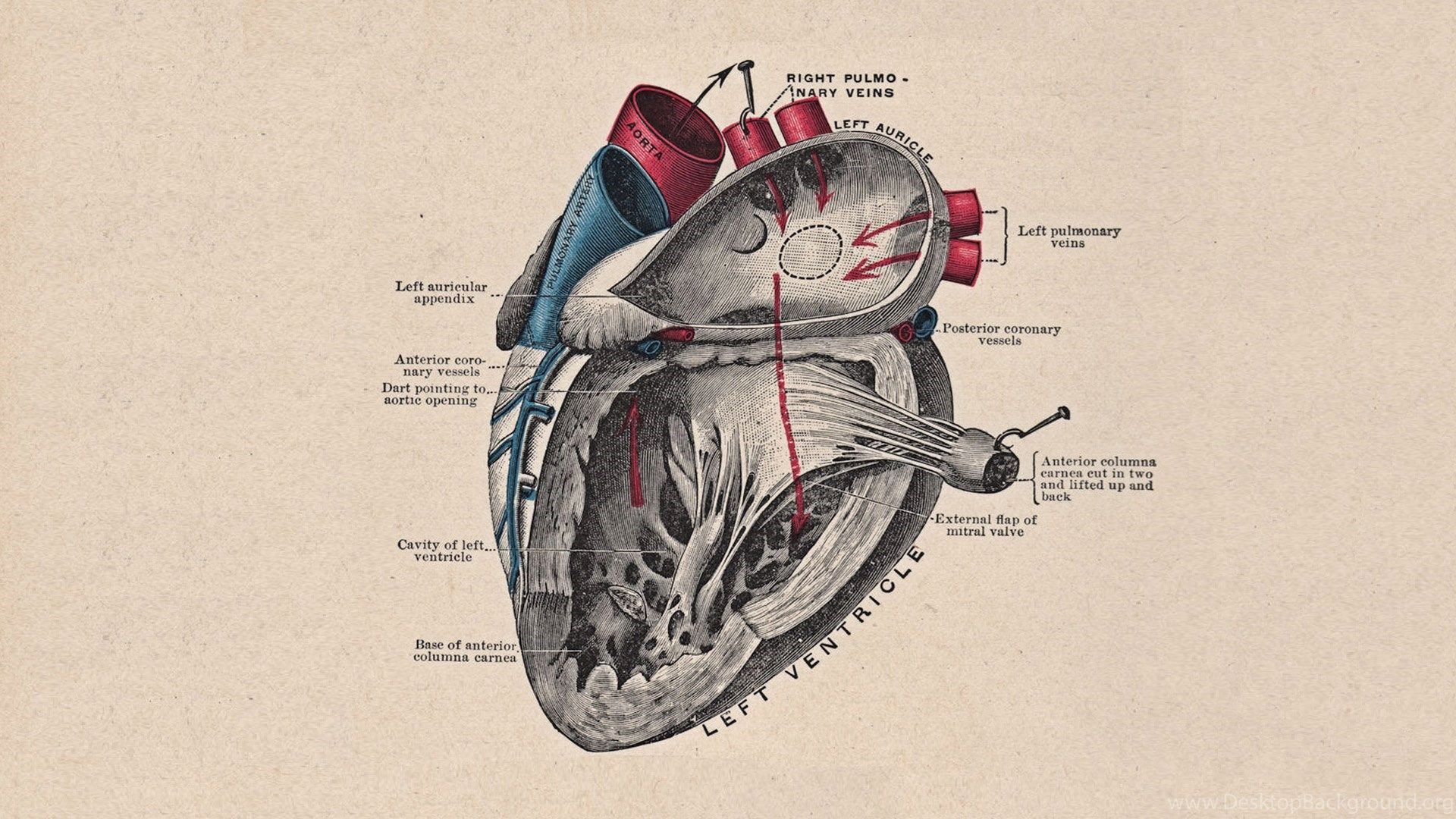 Illustrazione anatomica cuore umano, 1920x1080 Full HD 1080p, PC Desktop