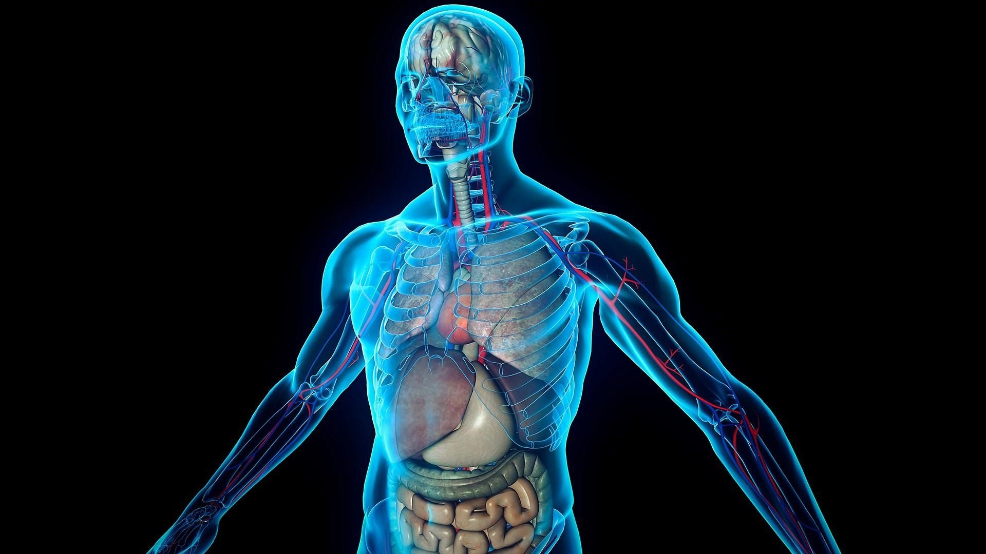 Corpo umano anatomia blu, 1920x1080 Full HD 1080p, PC Desktop