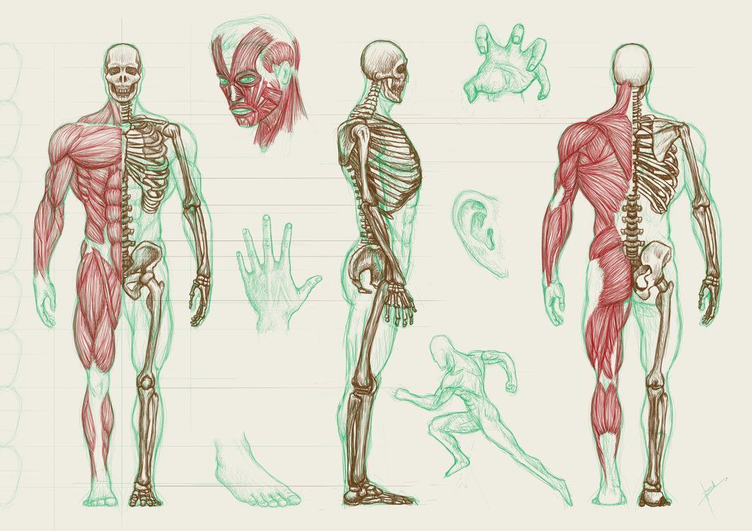 schizzi anatomia muscoli scheletro, 1063x751 HD, Desktop