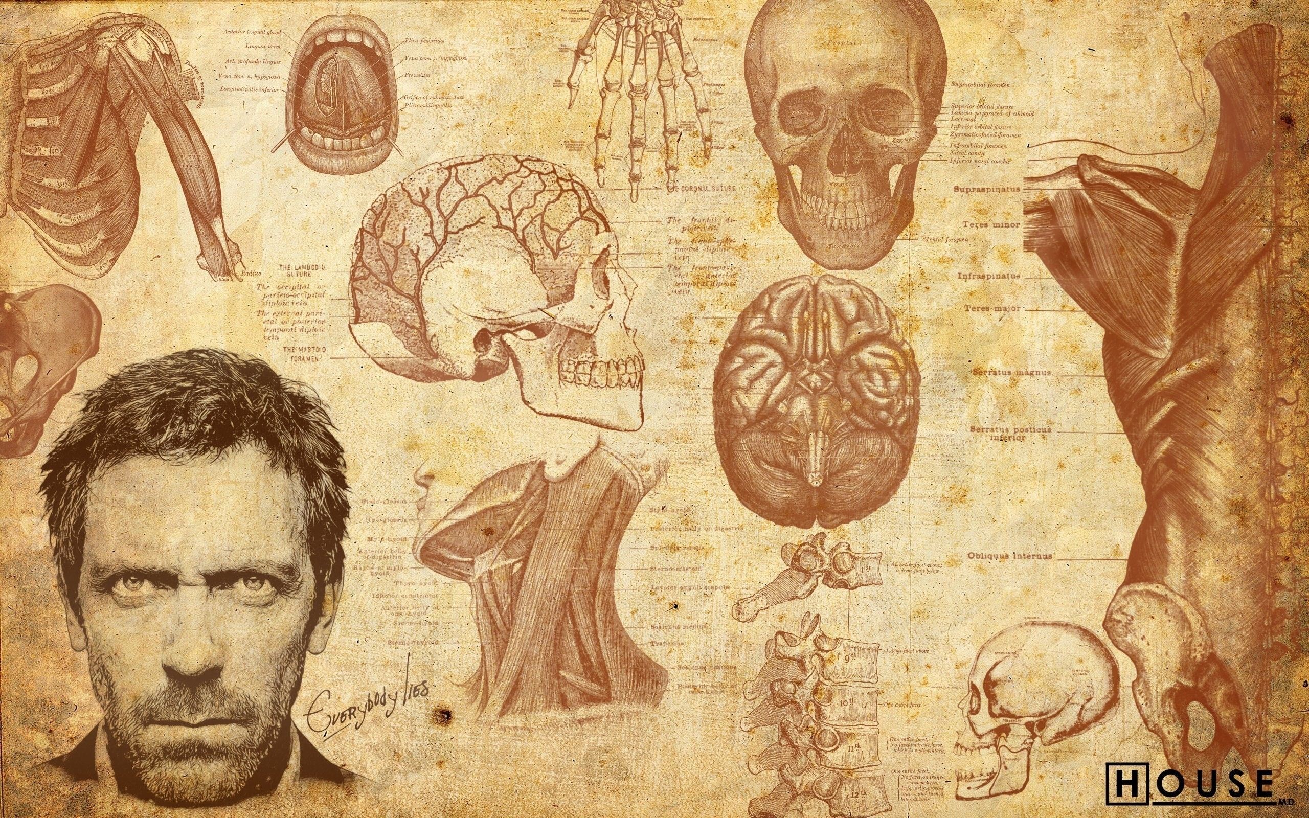House MD anatomia schizzi vintage, 2560x1600 WQXGA, Desktop