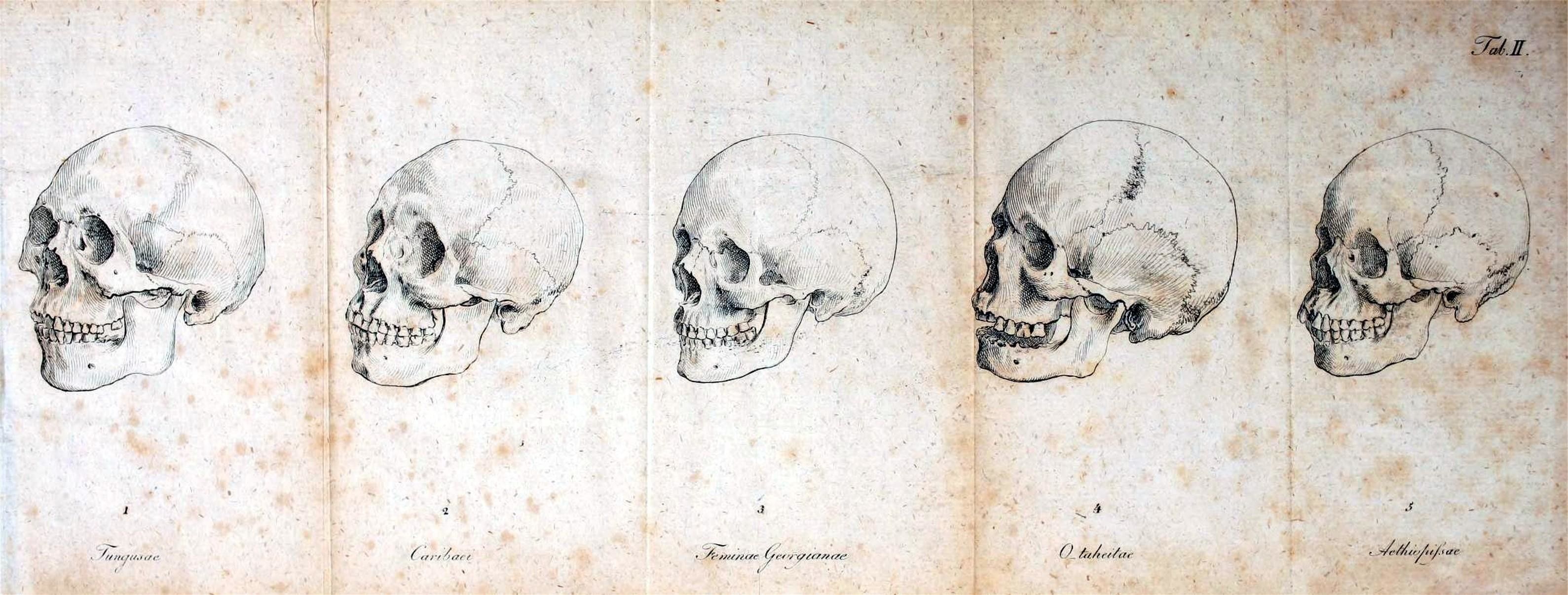 Illustrazione crani umani schizzi, 3178x1205 Ultrawide, Dual Monitor