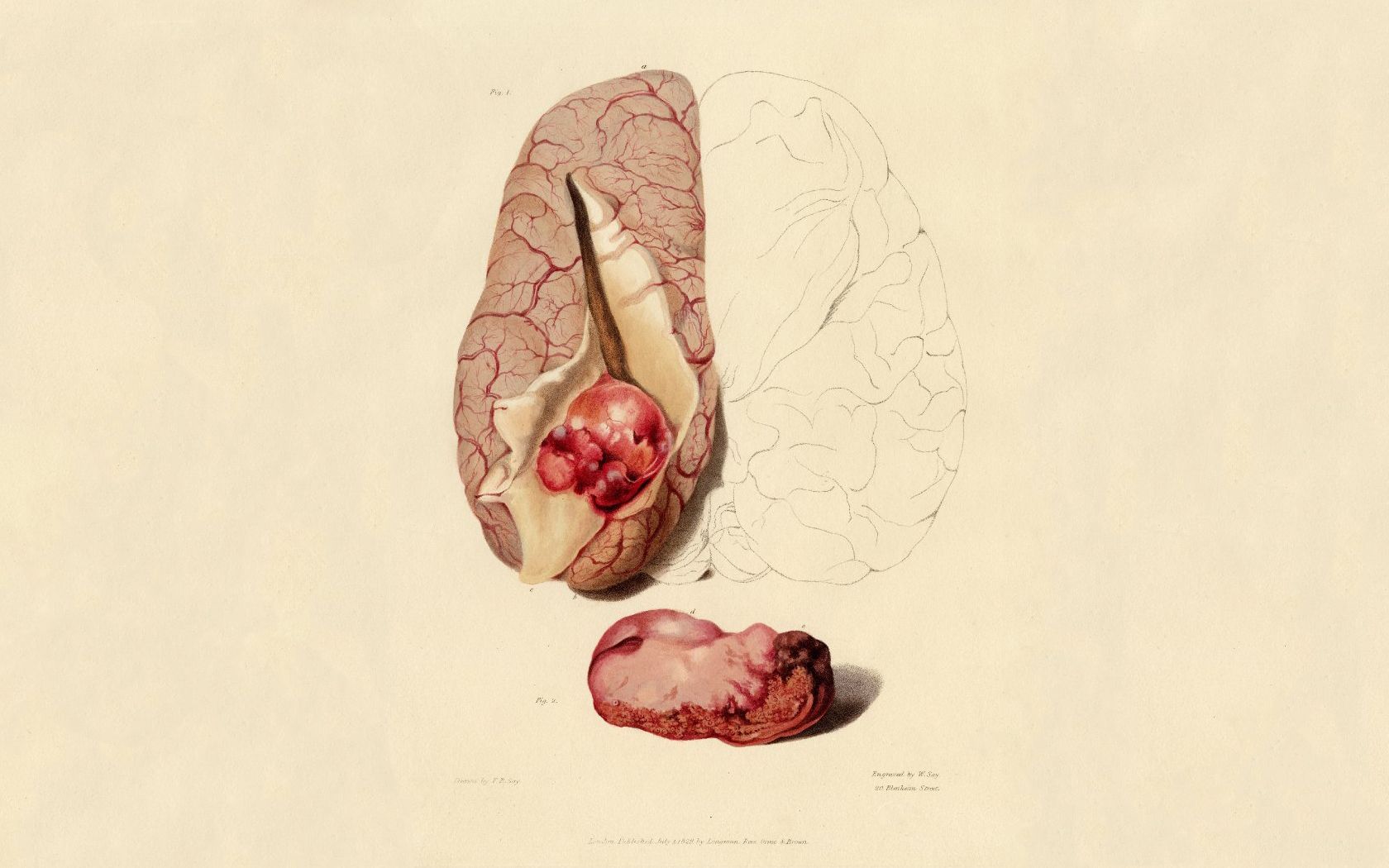 illustrazione anatomica organo vintage, 1680x1050 HD Ready, Desktop