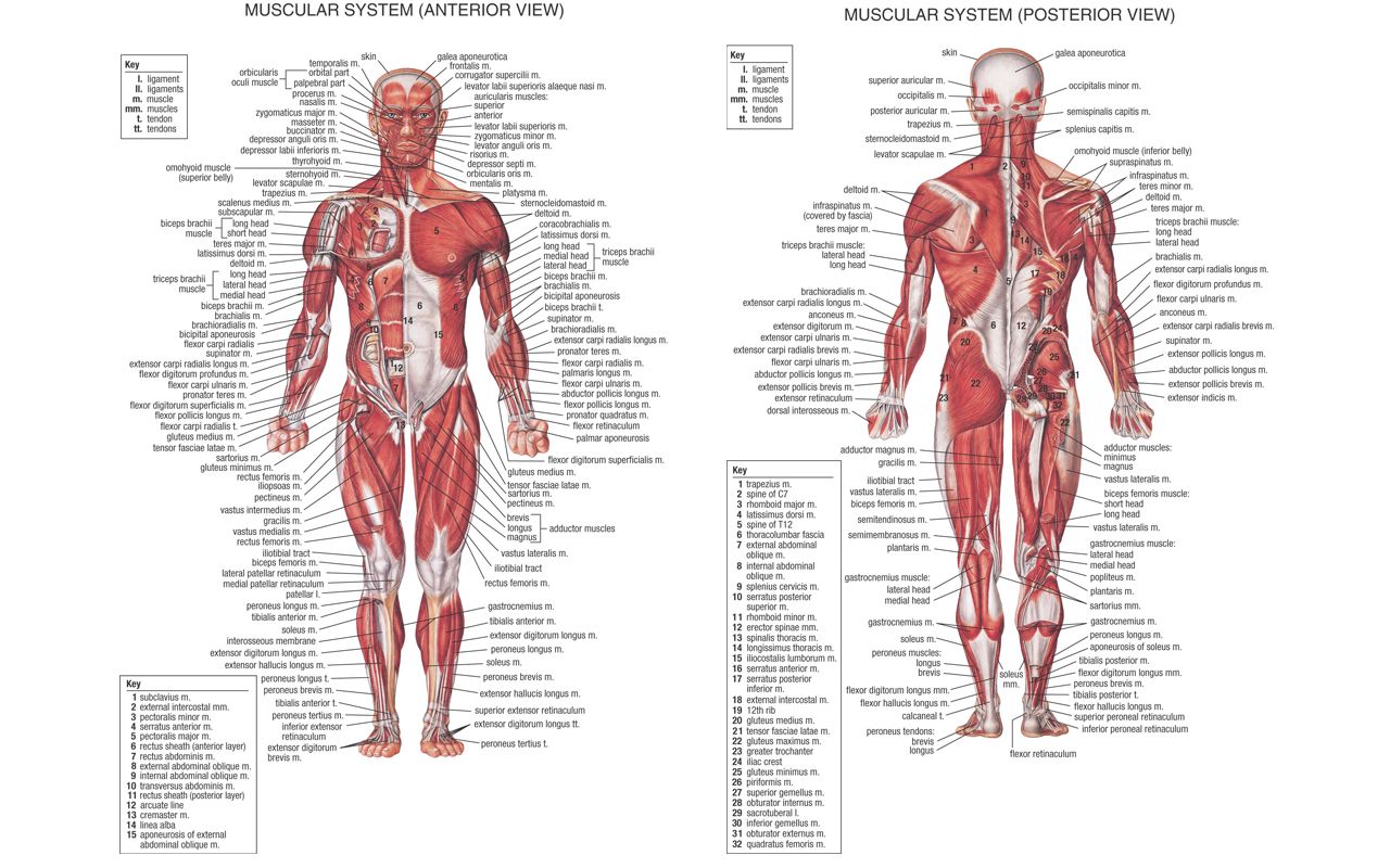 Sistema muscolare umano anteriore posteriore, 1280x800 720p, Laptop