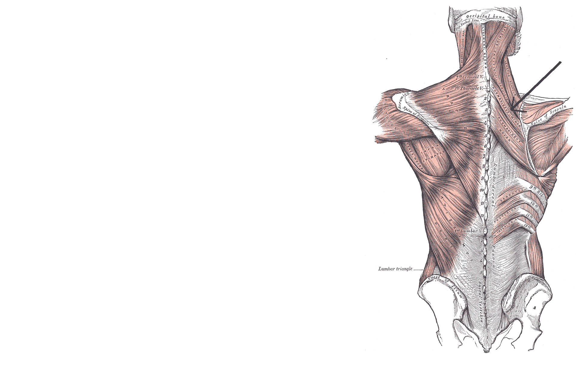 Anatomia muscoli schiena umana, 1914x1227 HD, Desktop