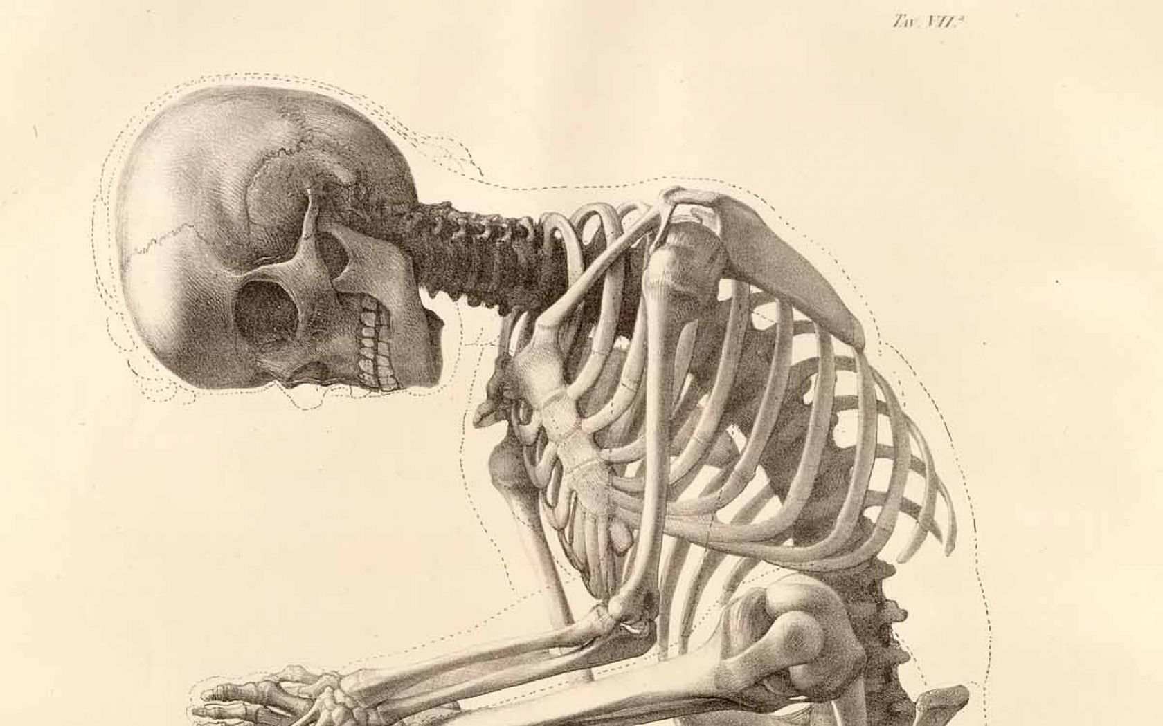 Scheletro umano seduto disegno anatomico, 1680x1050 900p, HP Laptop