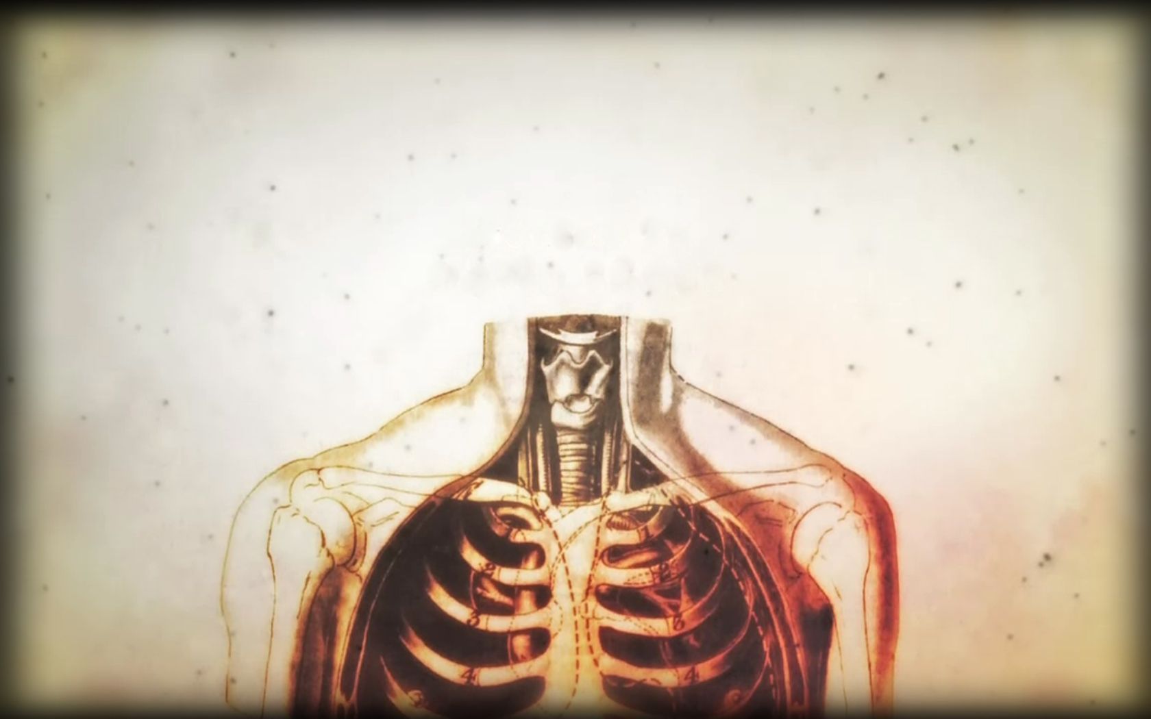 Illustrazione anatomica torace scheletro, 1680x1050 HD Ready, Desktop
