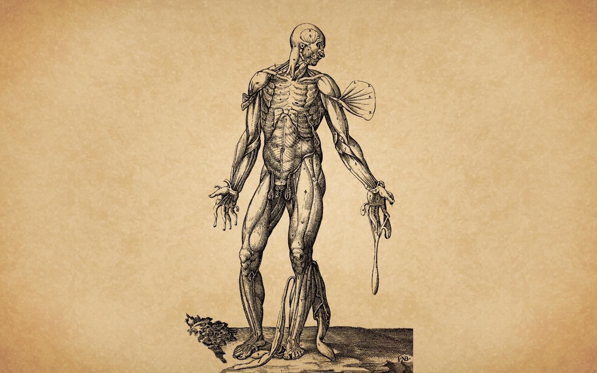 Illustrazione anatomica corpo umano, 1920x1200 Full HD+, PC Desktop