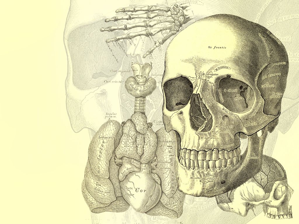Illustrazione anatomica cranio e organi, 1024x768 HD, PC