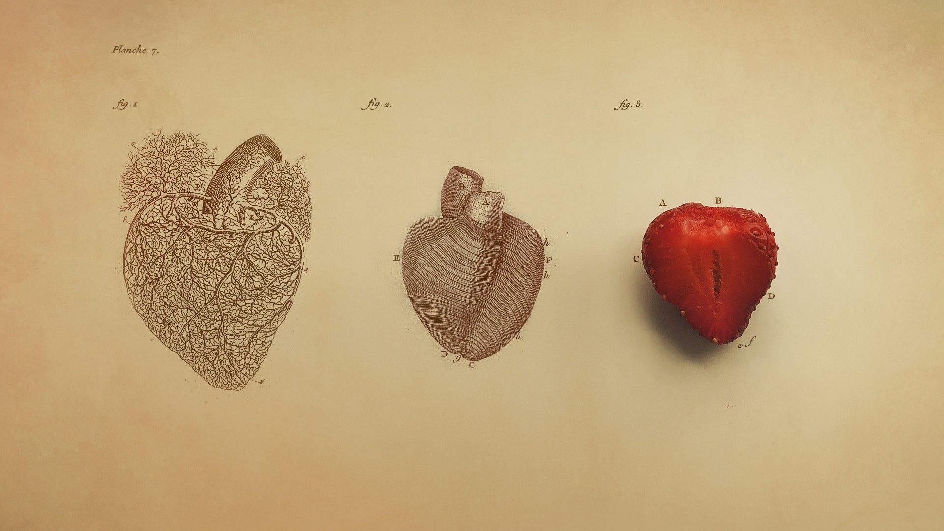 Illustrazioni anatomiche cuore umano, 1920x1080 1080p, Desktop