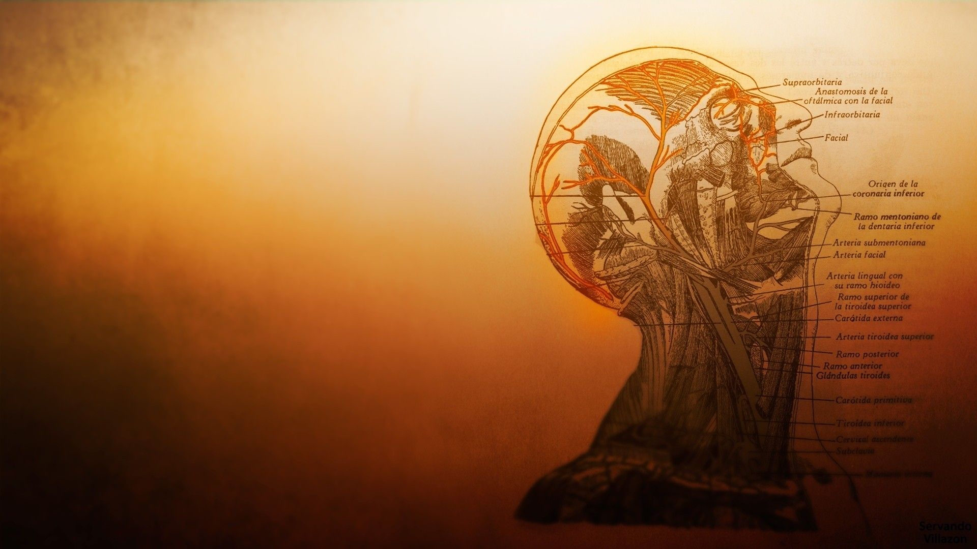 Testa umana schema anatomico arancione, 1920x1080 1080p, PC Desktop