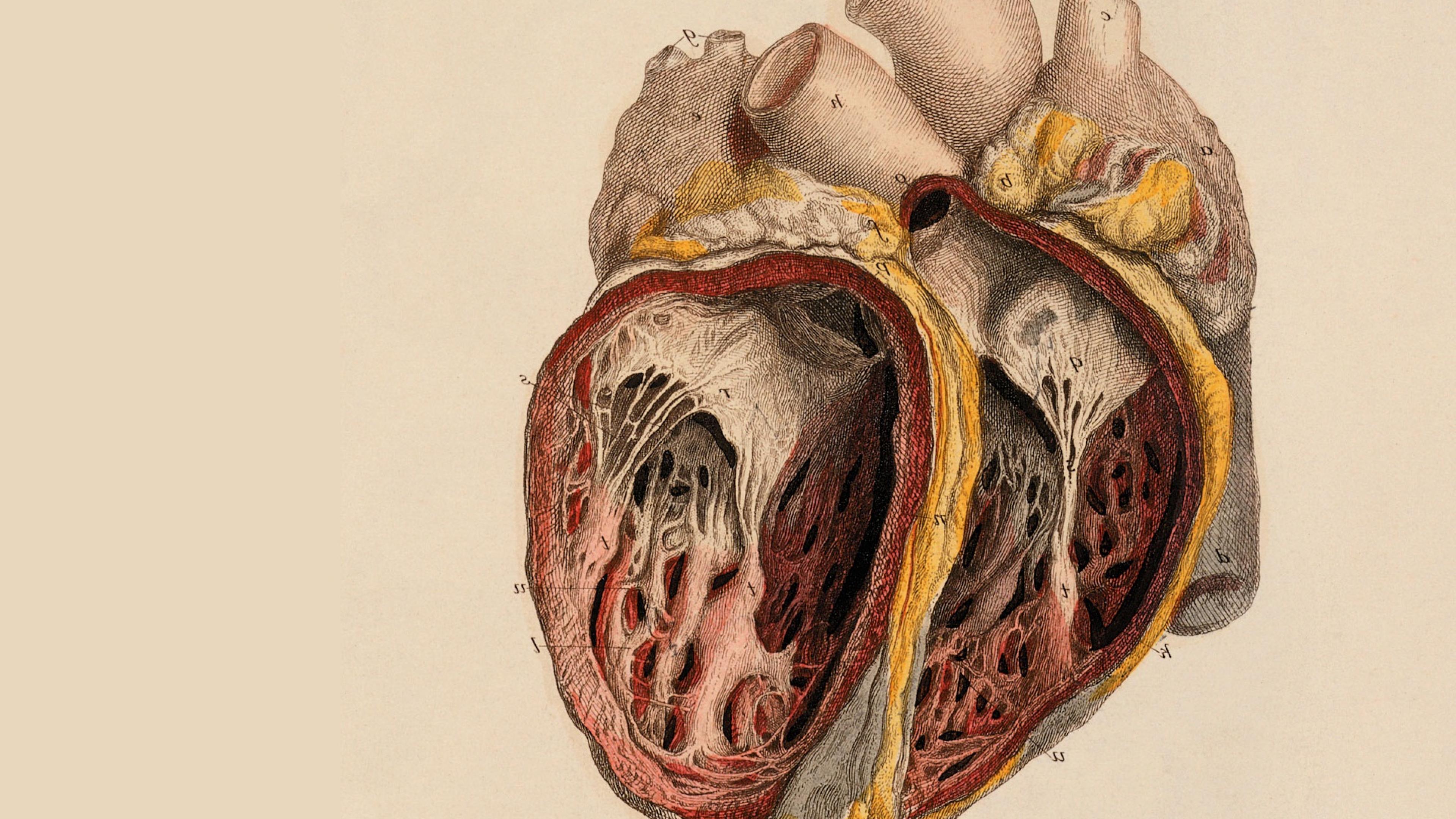 Illustrazione anatomica cuore umano, 3840x2160 4K, Desktop 4K