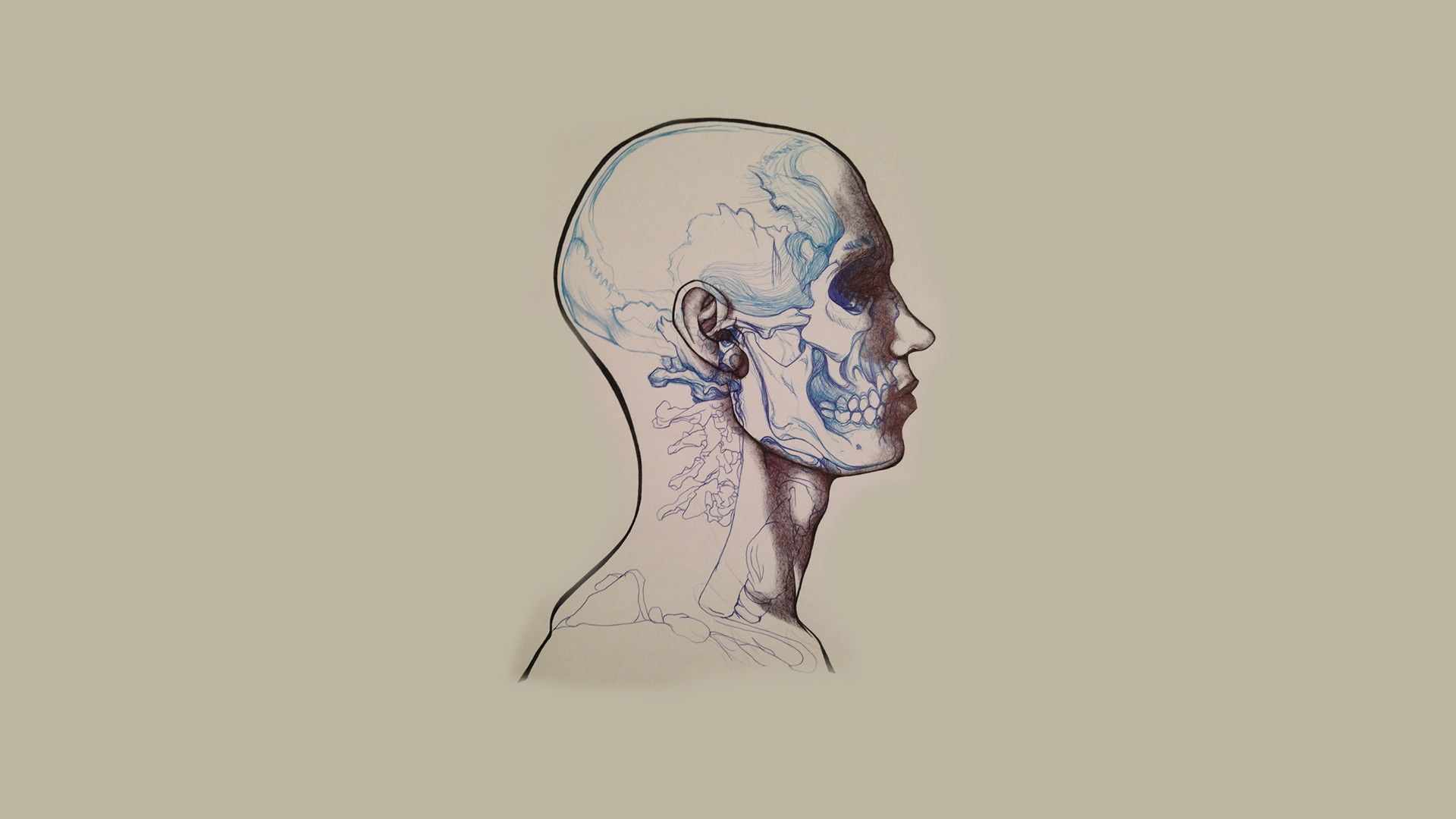 Illustrazione anatomica testa cranio, 1920x1080 Full HD 1080p, Laptop