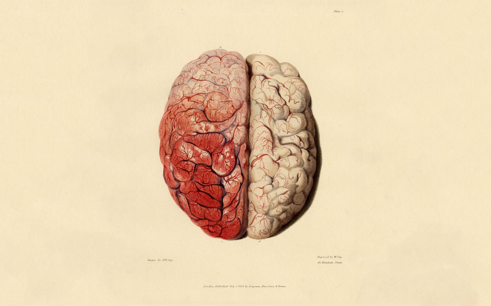 Illustrazione anatomica cervello vintage, 1680x1050 HD, Lenovo Legion