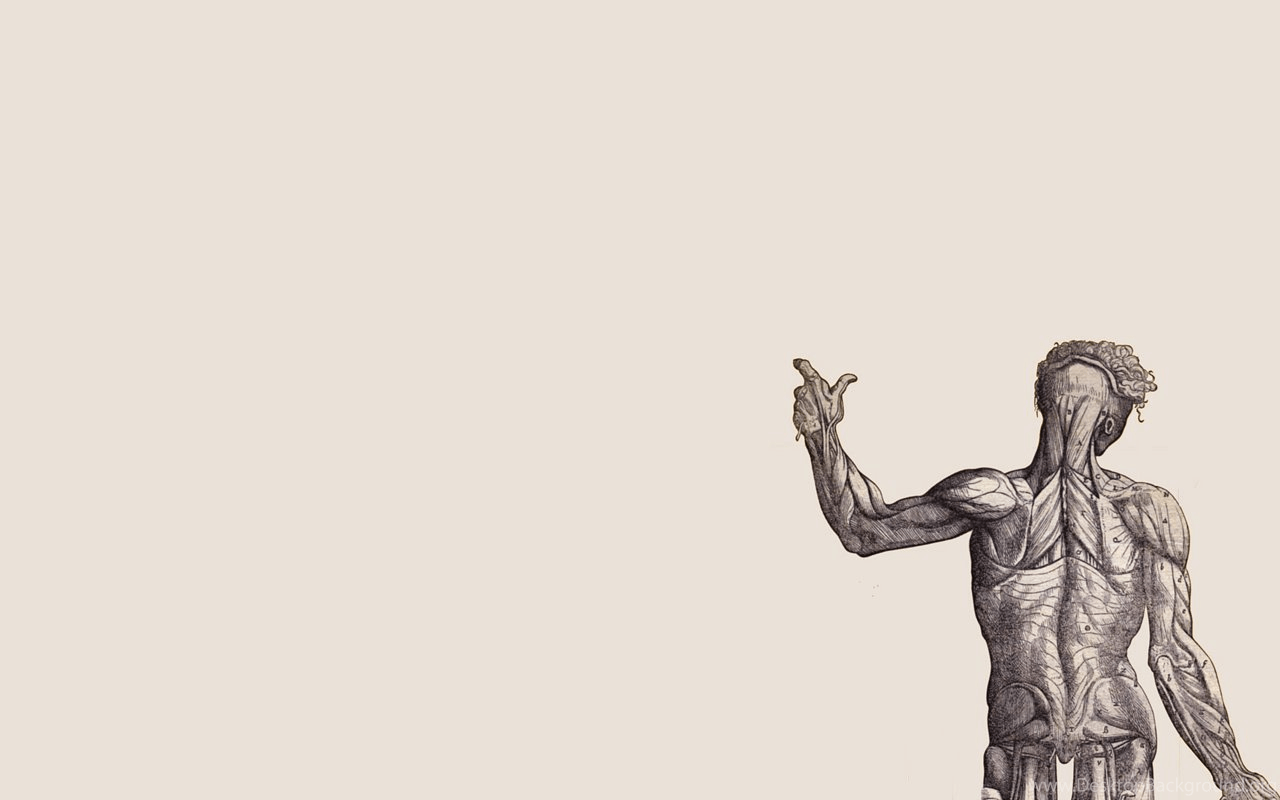Illustrazione anatomica muscolare braccio alzato, 1280x800 HD, Desktop