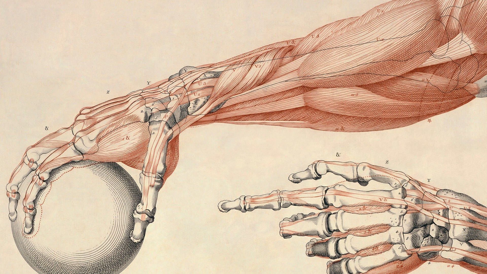 Illustrazione anatomica braccio muscoli, 1920x1080 Full HD 1080p, PC