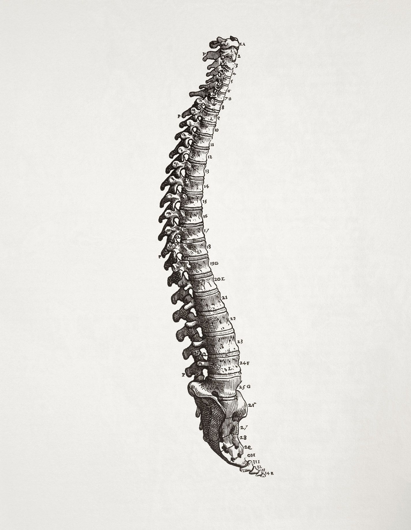 Colonna vertebrale illustrazione anatomica, 1425x1838 Full HD Verticale, Smartphone