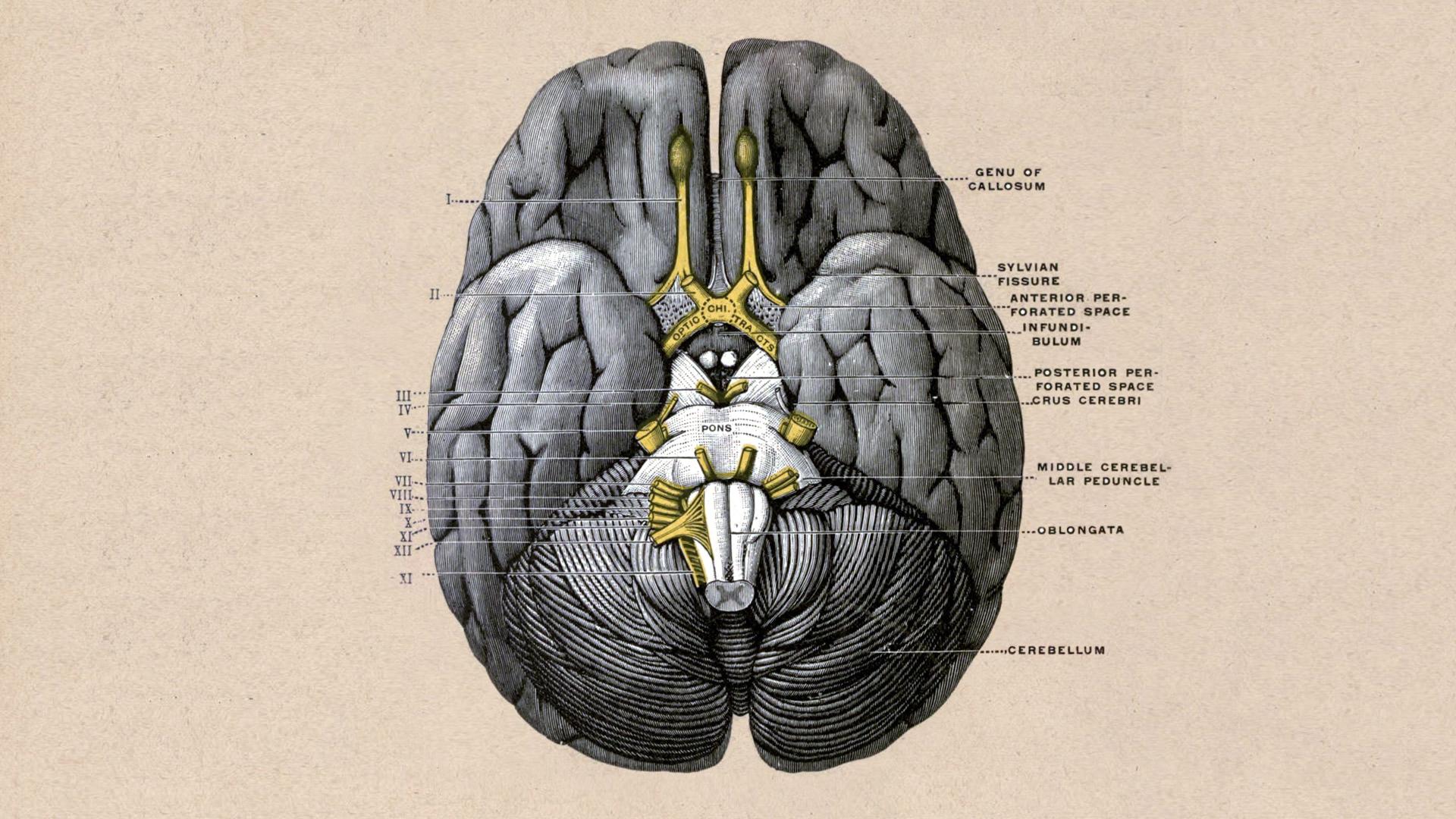Illustrazione anatomica cervello vintage, 1920x1080 Full HD, Desktop
