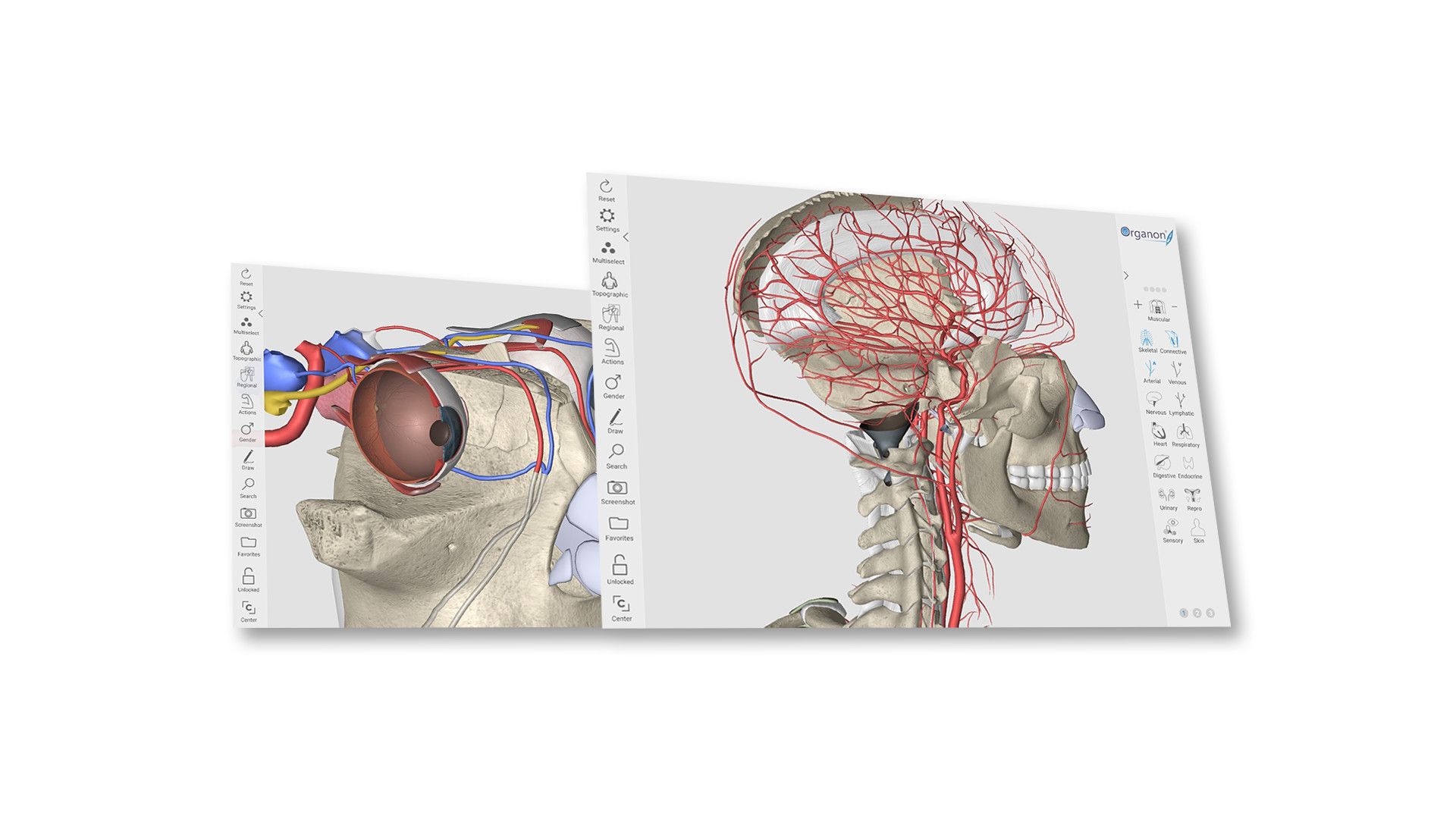 Anatomia occhio e cervello, 1920x1080 Full HD 1080p, PC